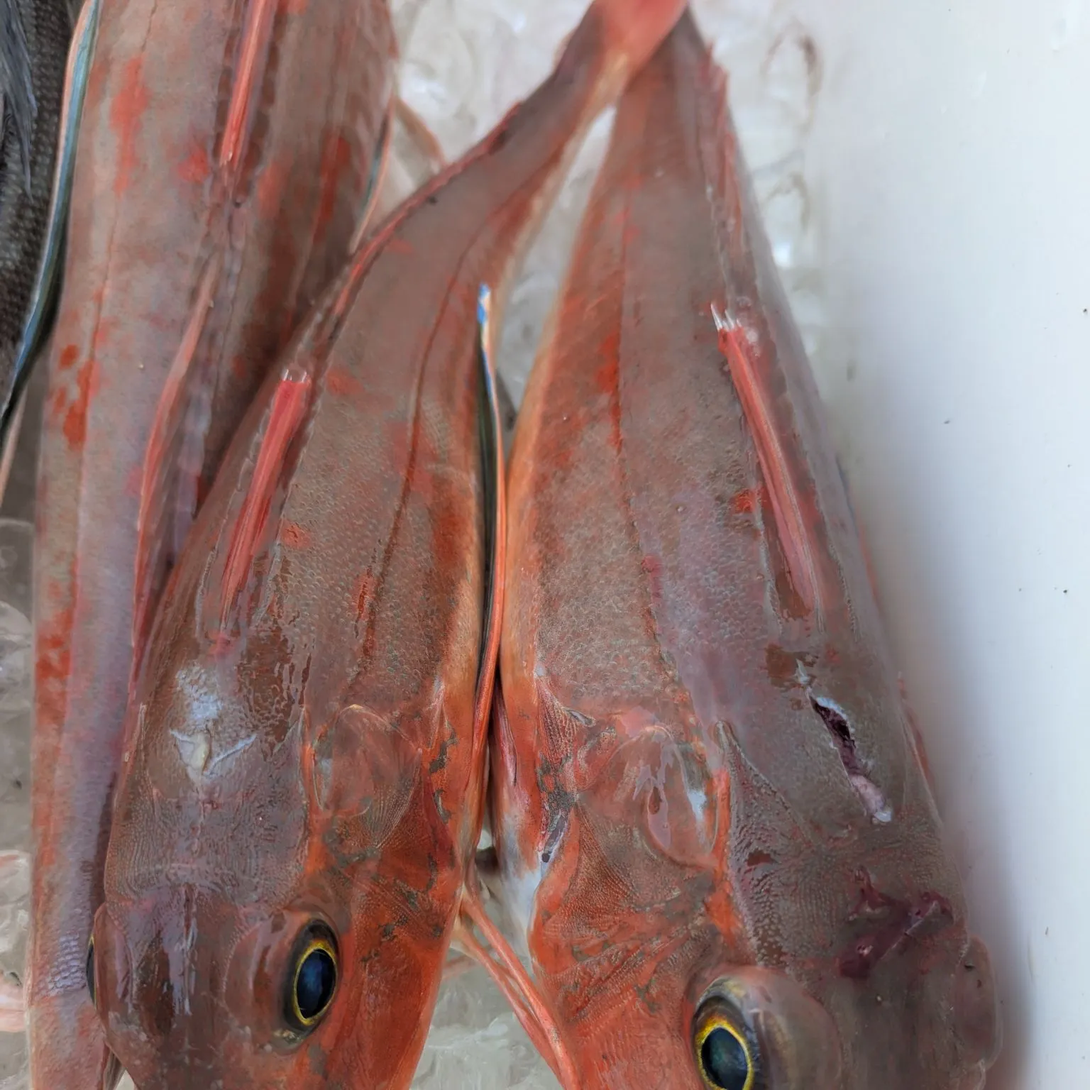 The most recent Red gurnard catches on Fishbrain