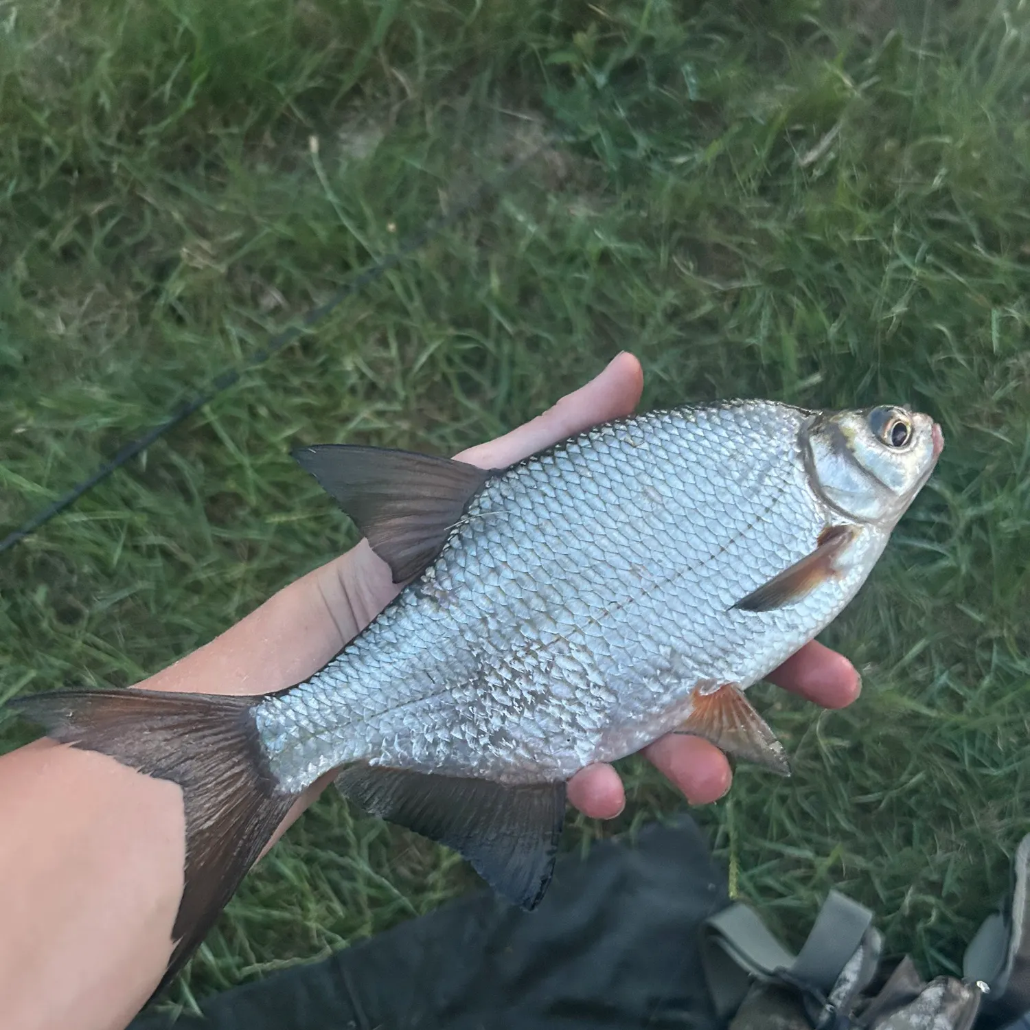 The most recent White bream catches on Fishbrain