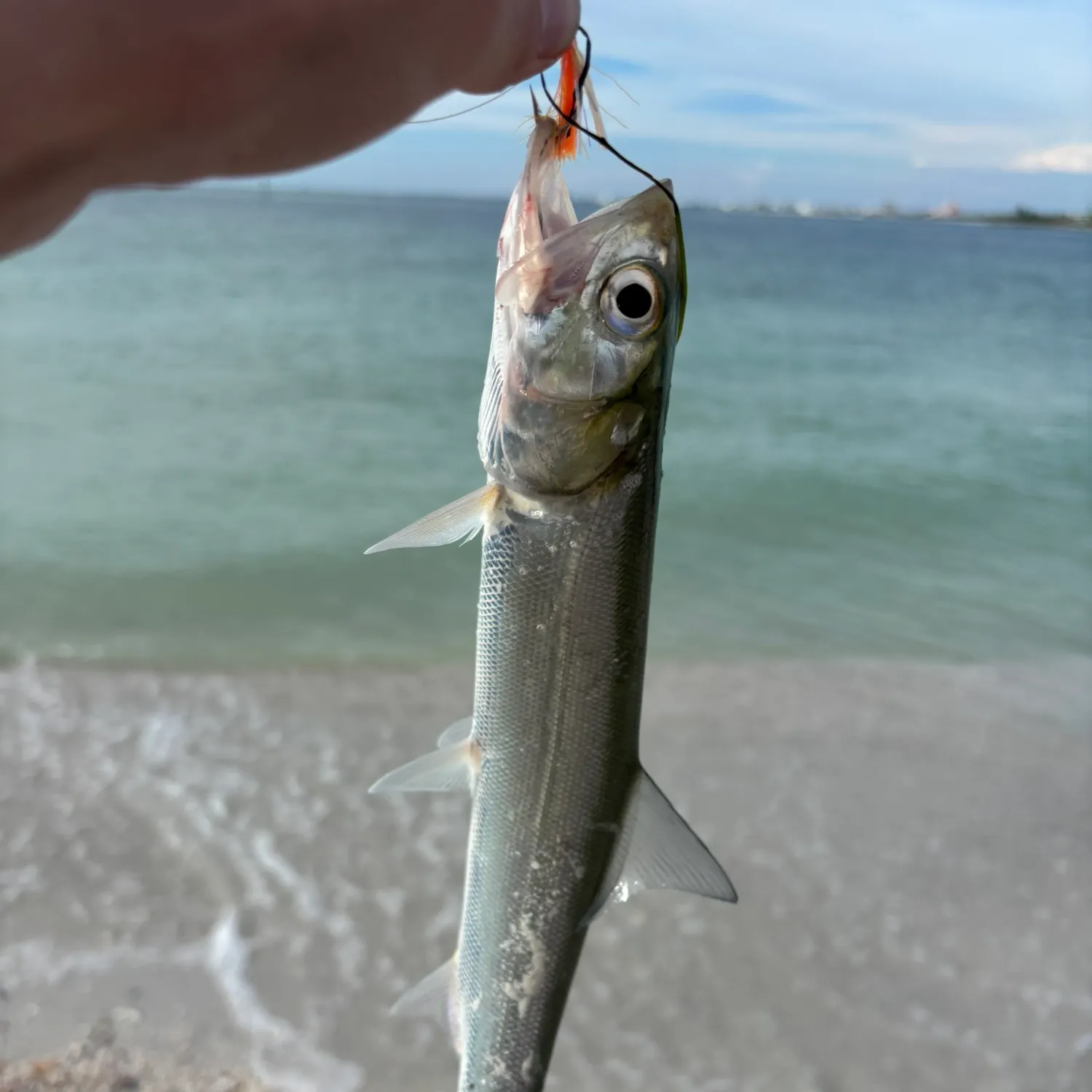 Ladyfish caught on Fishbrain