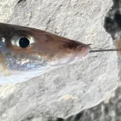 The most recent King George whiting catches on Fishbrain