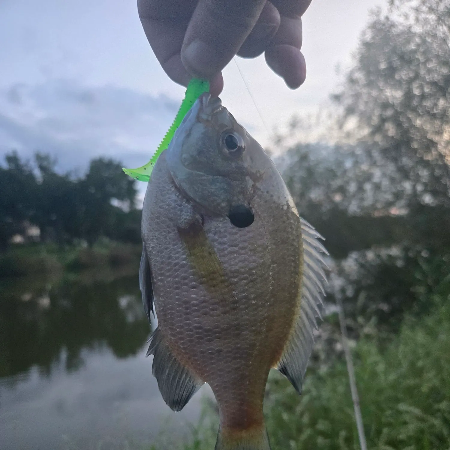 Bluegill caught on Fishbrain