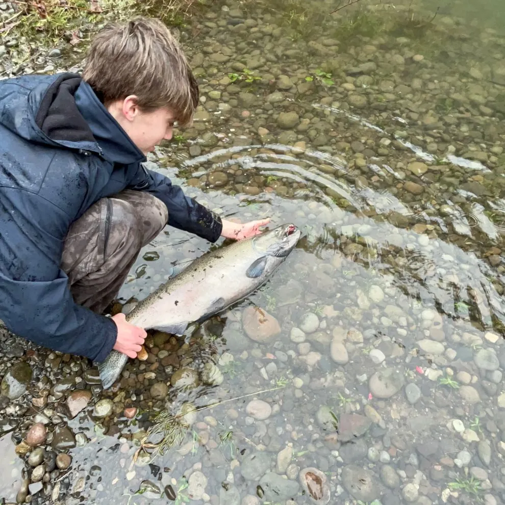 The most recent Chinook salmon catches on Fishbrain