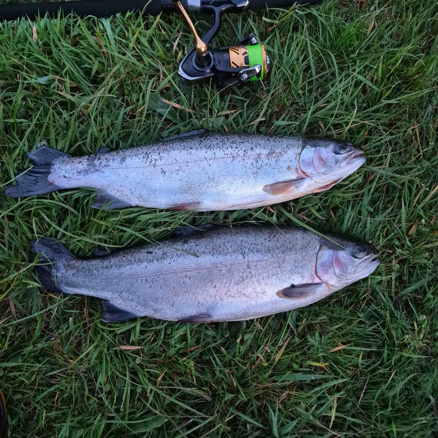 Rainbow trout caught on Fishbrain