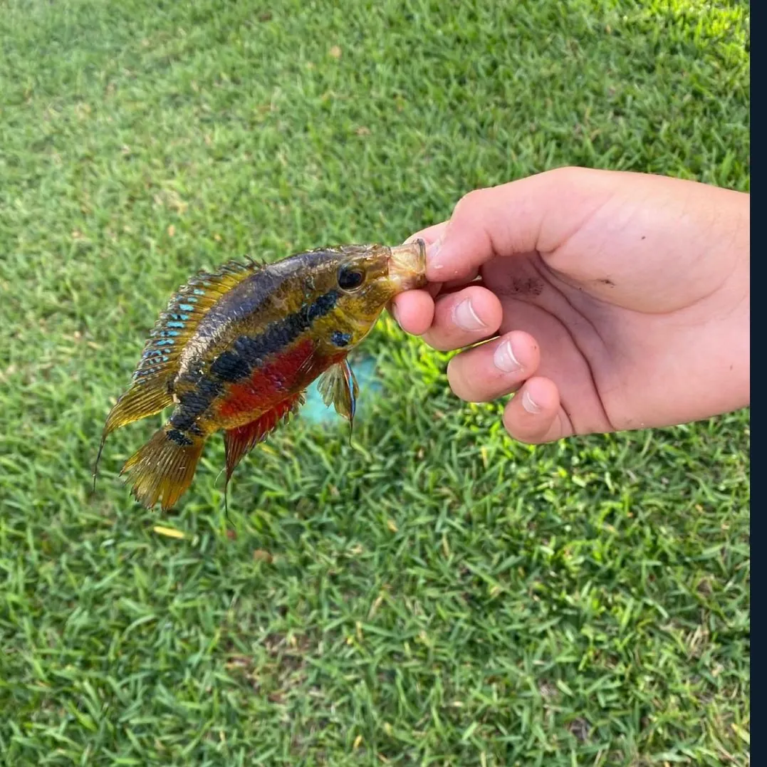 The most recent Yellowbelly cichlid catches on Fishbrain