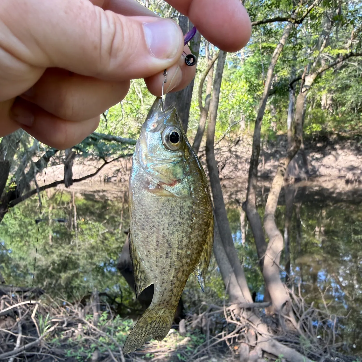 The most recent Black crappie catches on Fishbrain