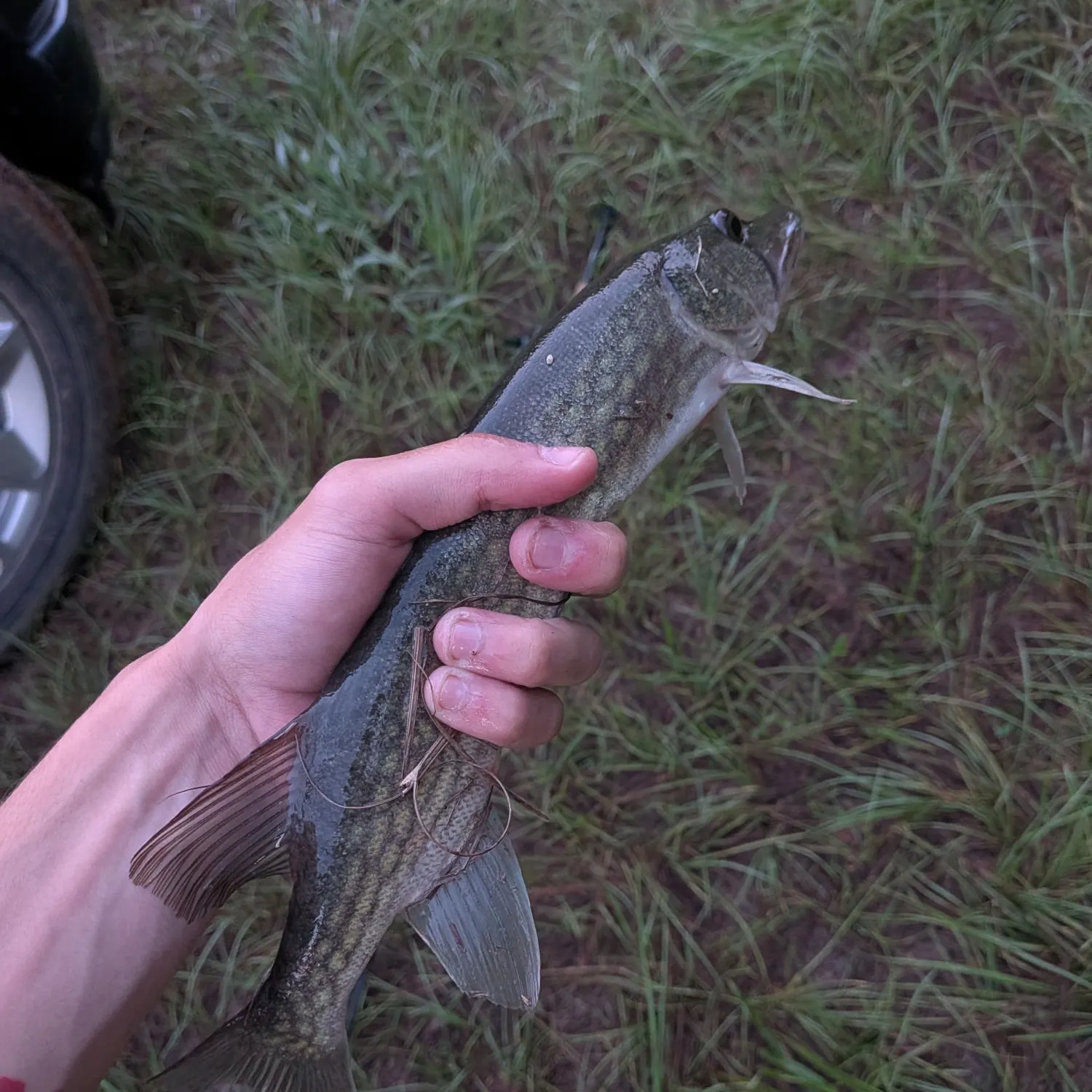 Chain pickerel caught on Fishbrain
