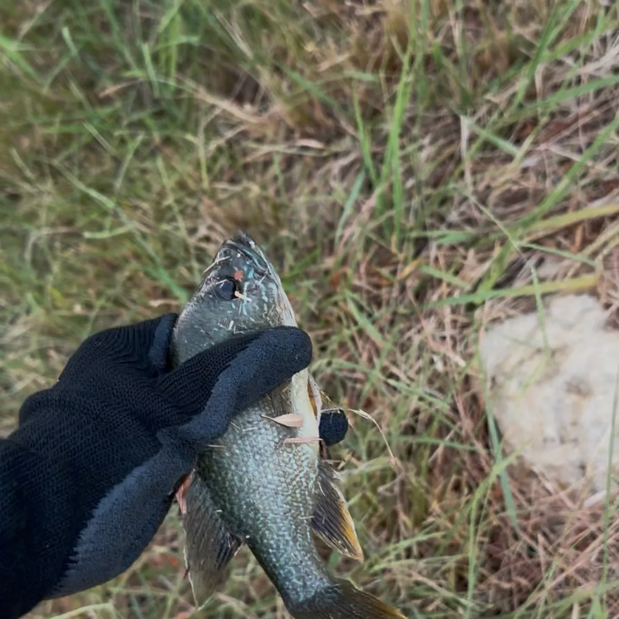 Green sunfish caught on Fishbrain