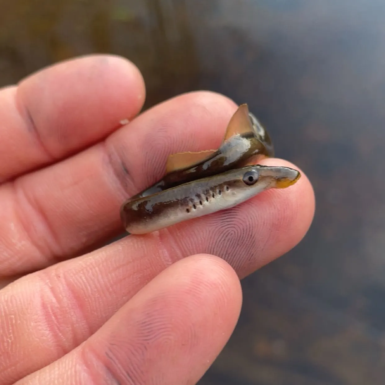 The most recent European brook lamprey catches on Fishbrain