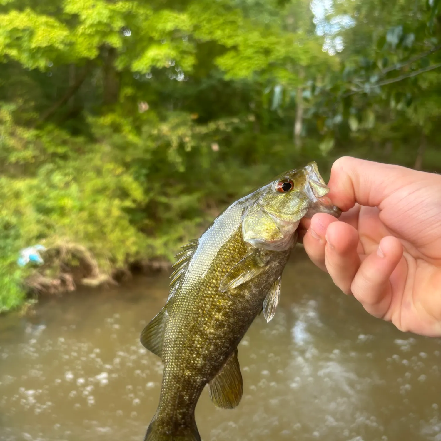 Smallmouth bass caught on Fishbrain