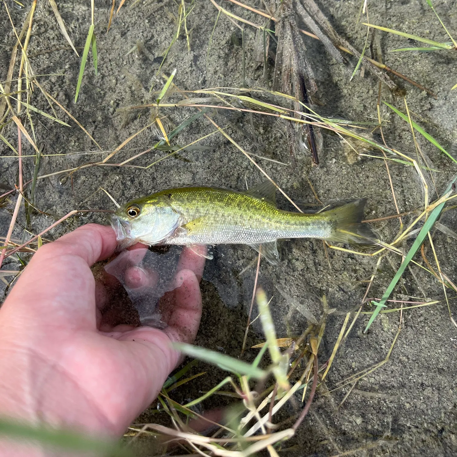 Florida bass caught on Fishbrain