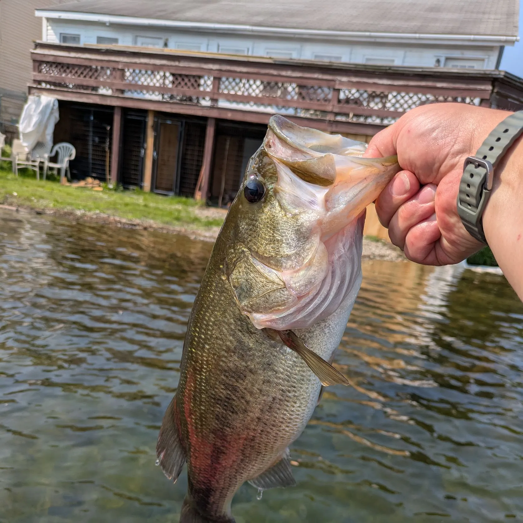 Largemouth bass caught on Fishbrain