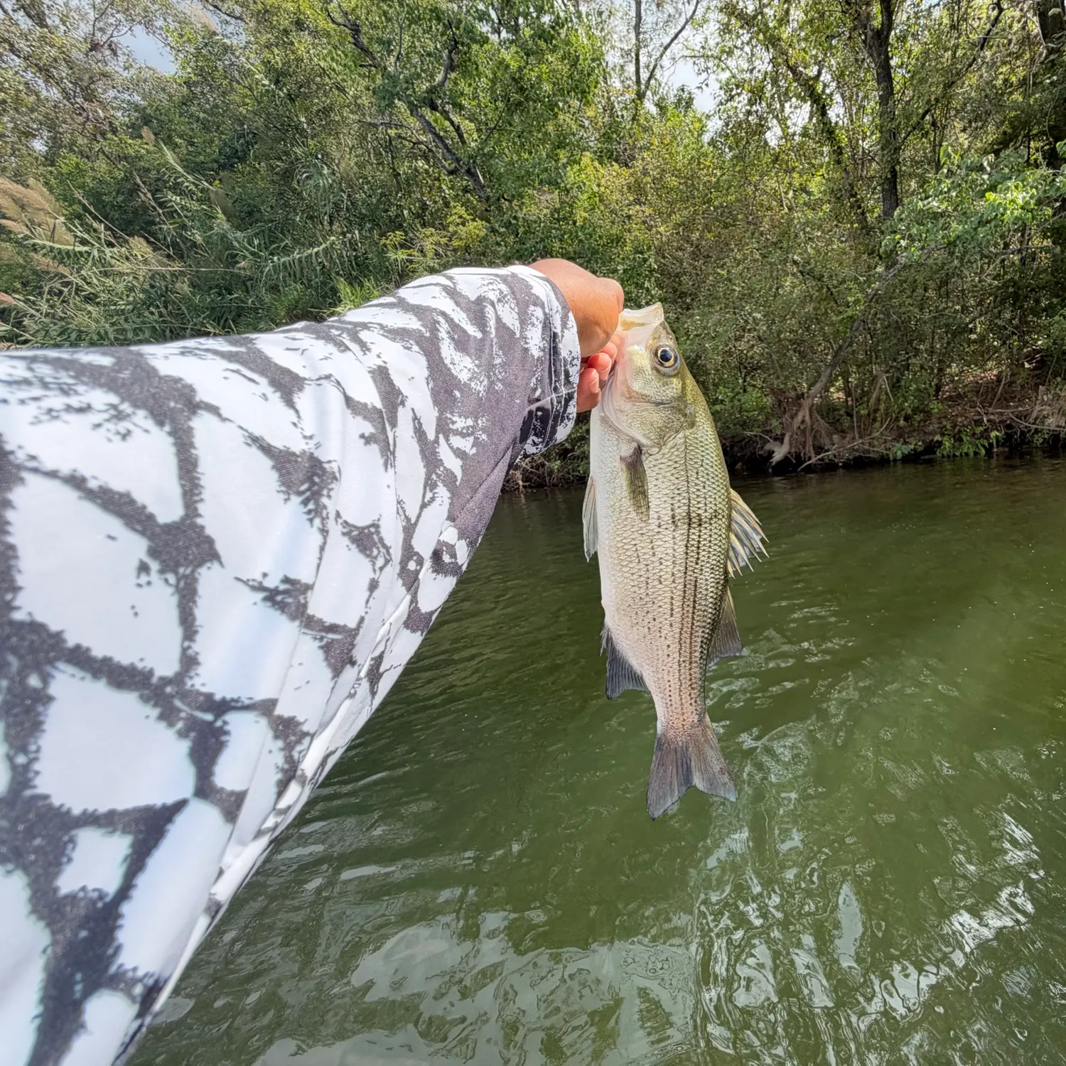White bass caught on Fishbrain