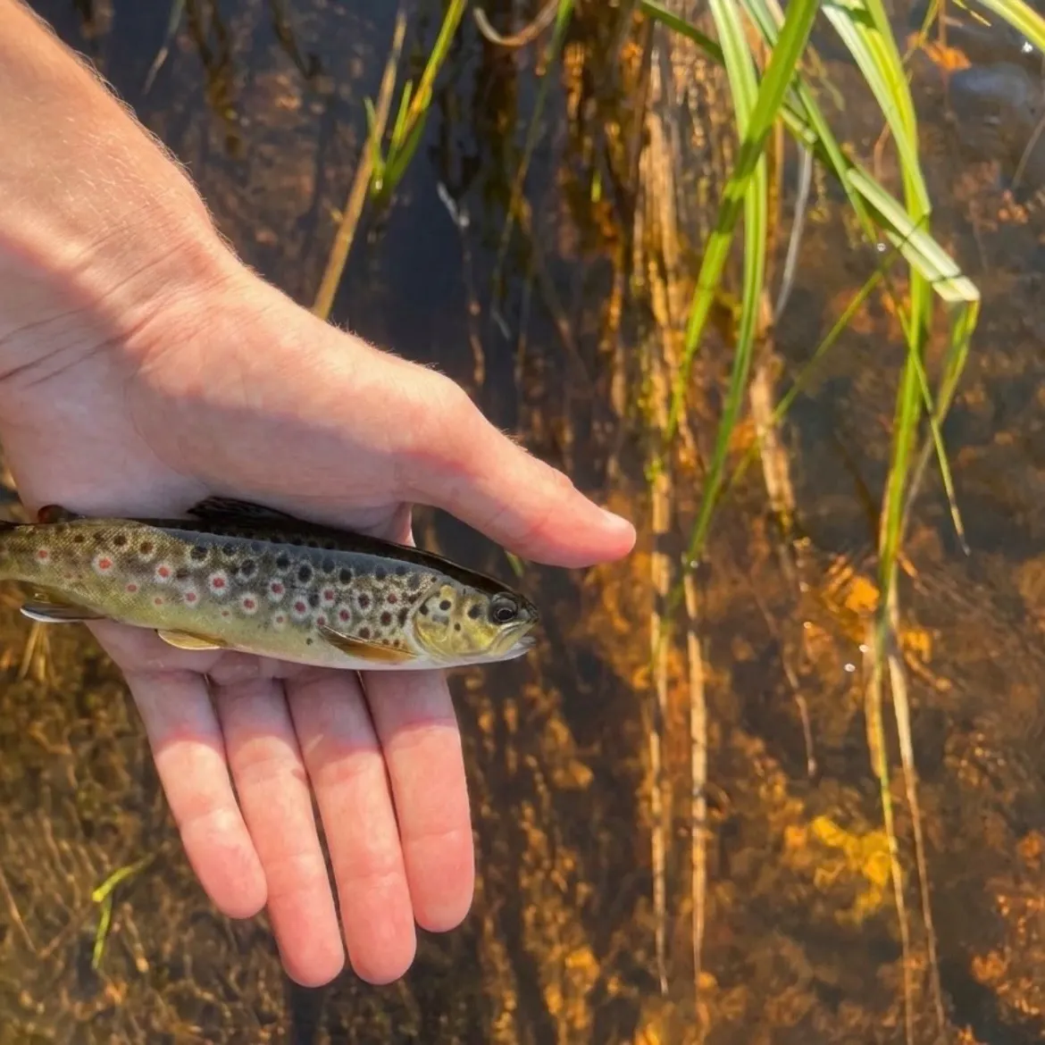 Brown trout caught on Fishbrain