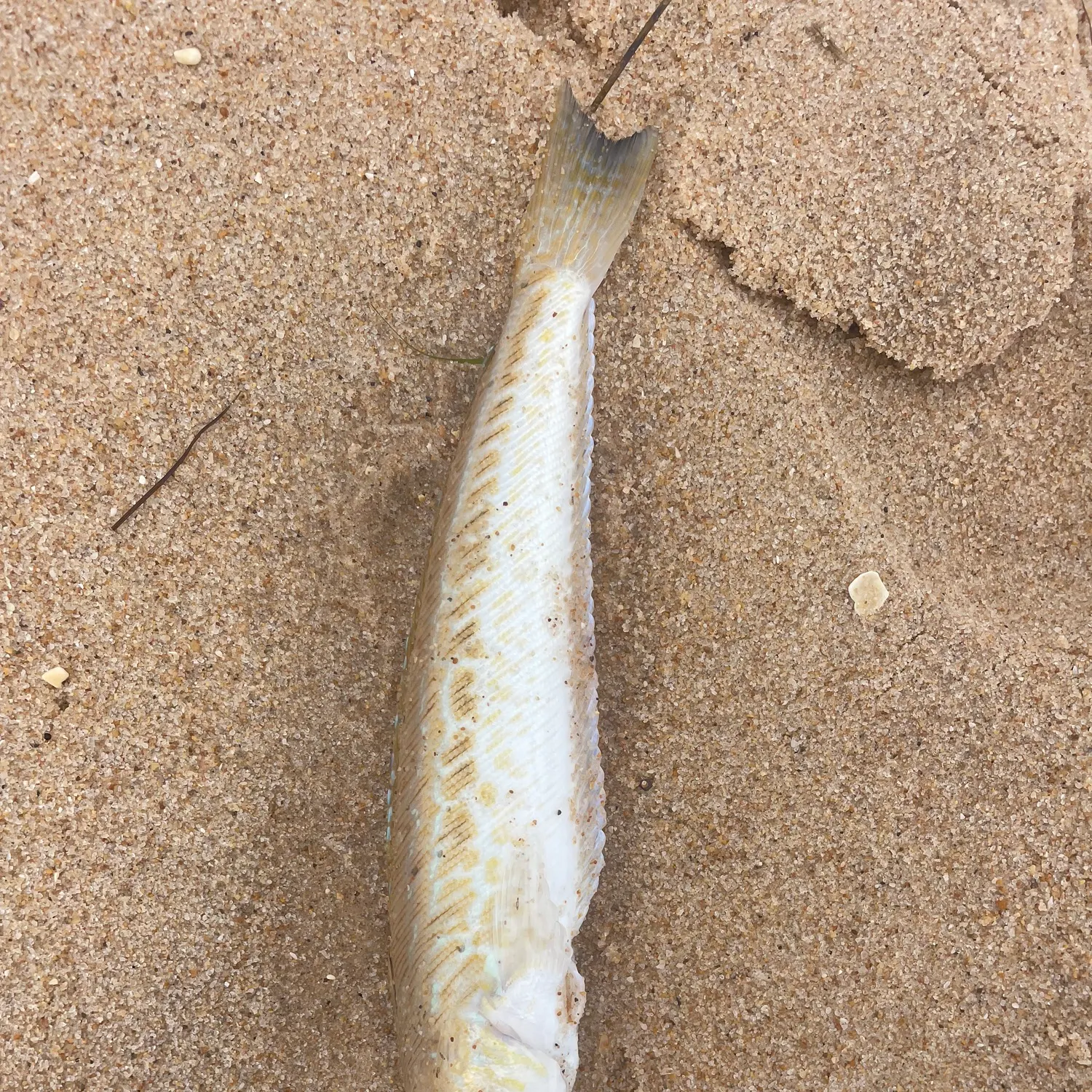 The most recent Greater weever catches on Fishbrain