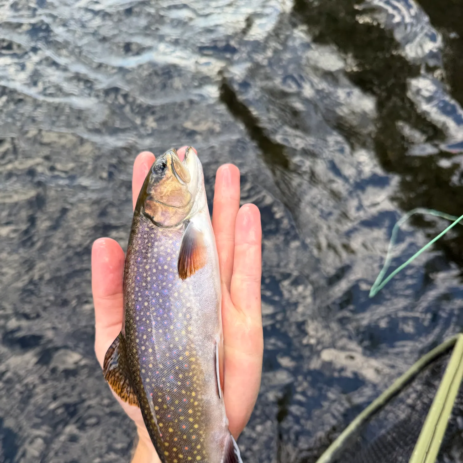 Brook trout caught on Fishbrain