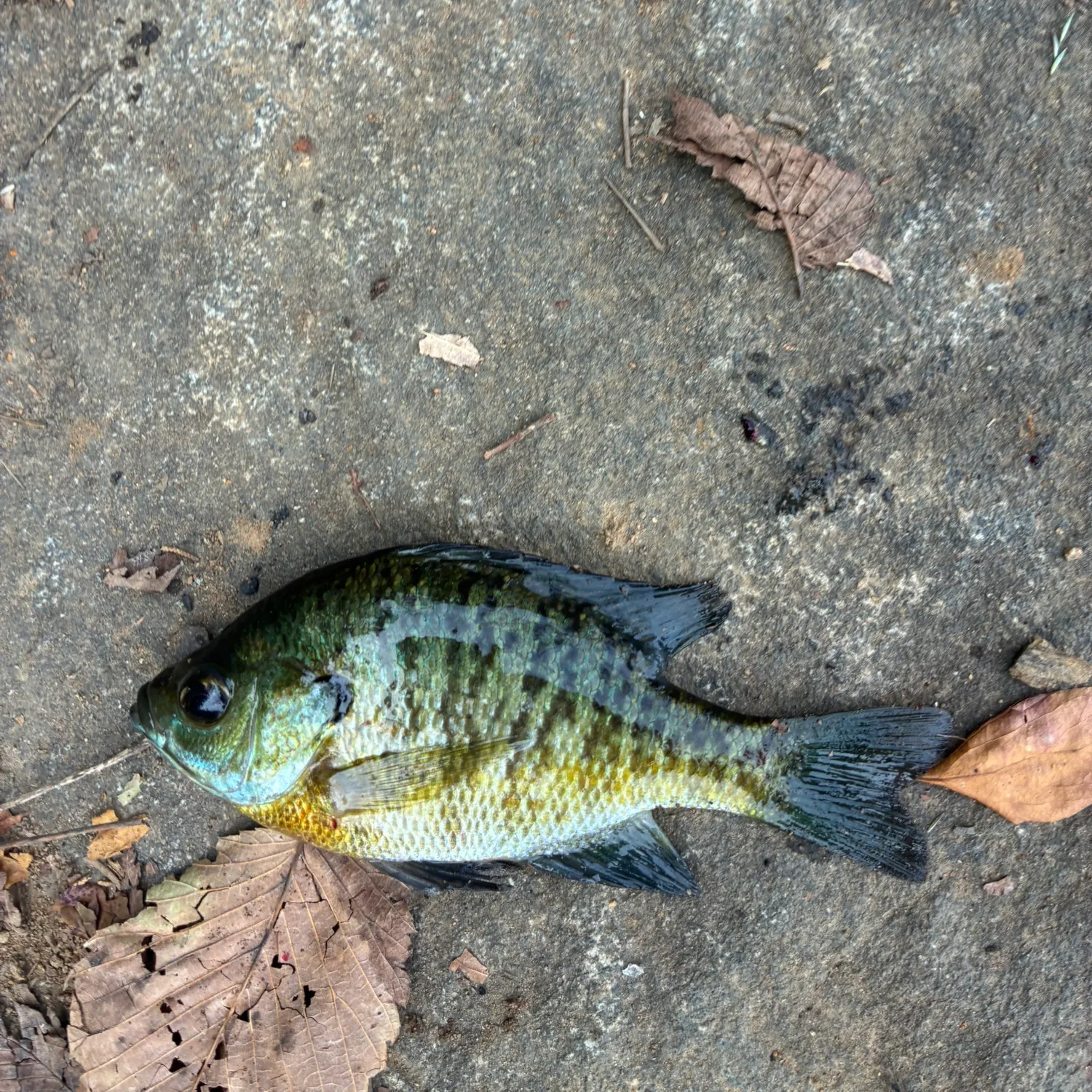 Bluegill caught on Fishbrain