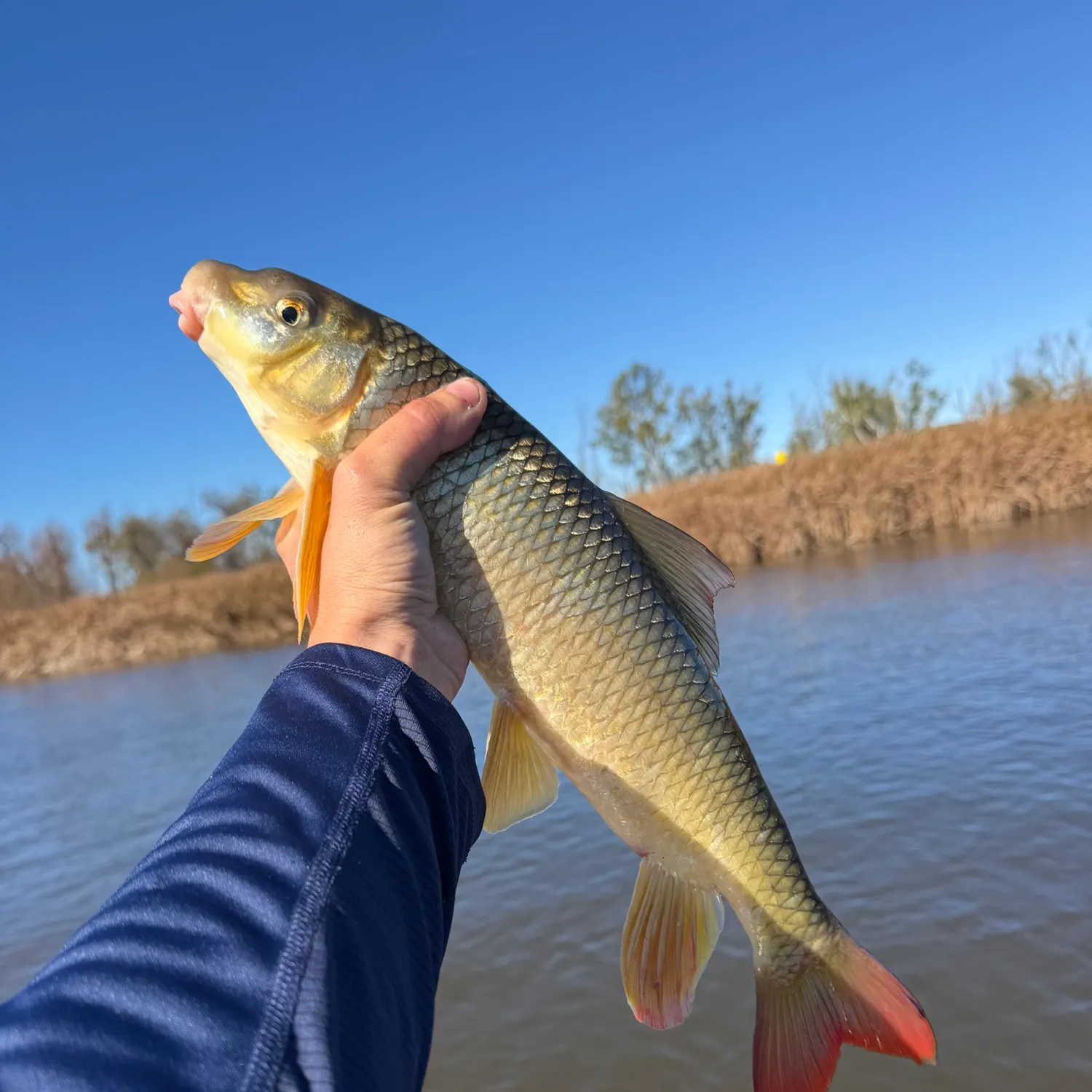Shorthead redhorse caught on Fishbrain