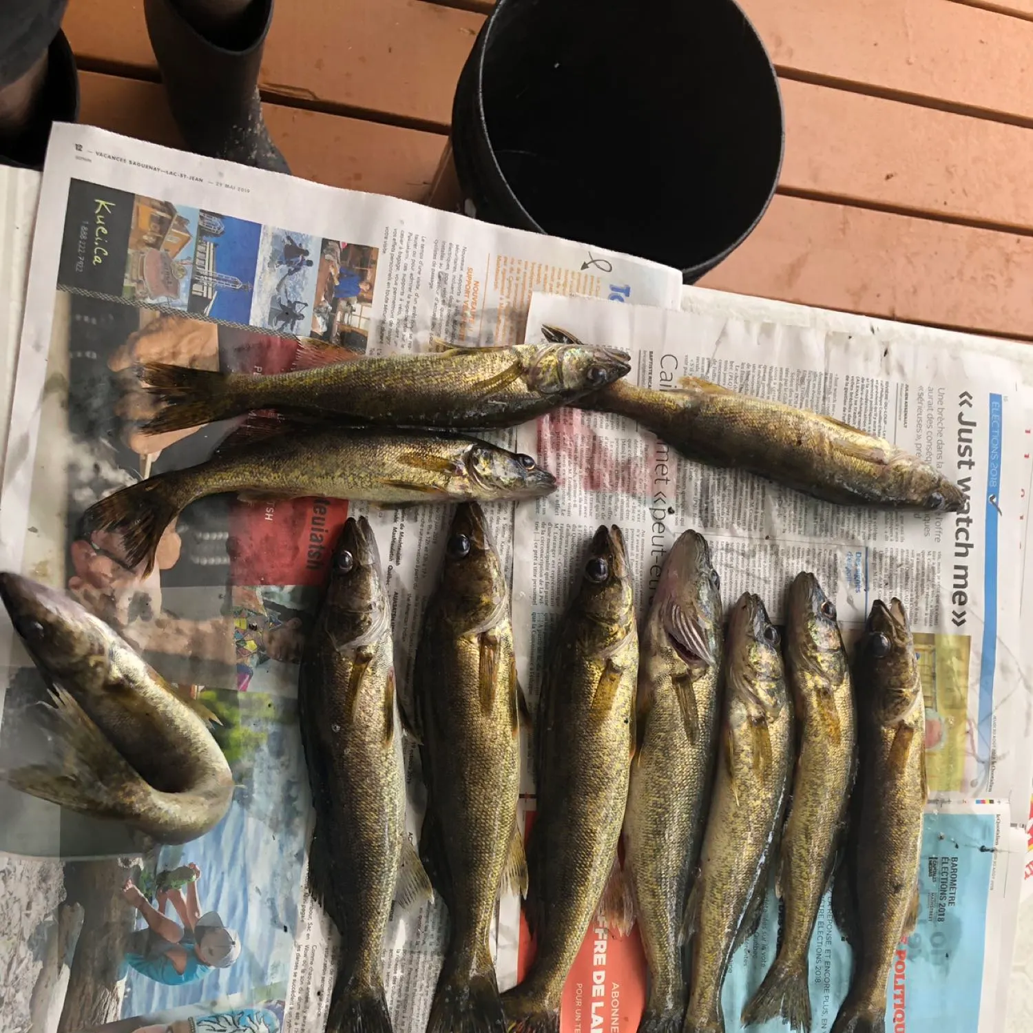 recently logged catches