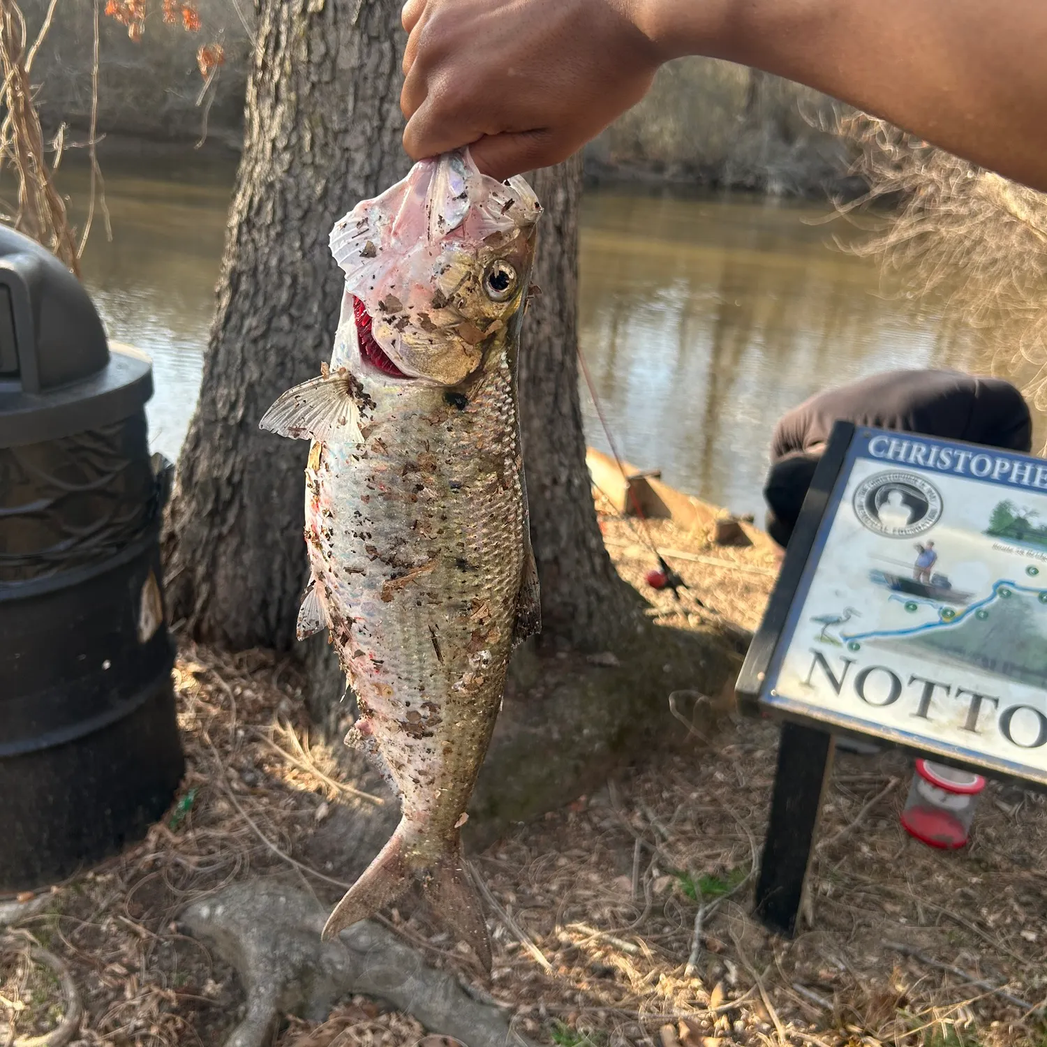 The most recent American shad catches on Fishbrain