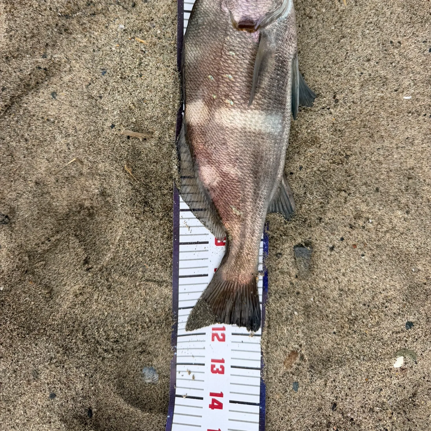 Black croaker caught on Fishbrain