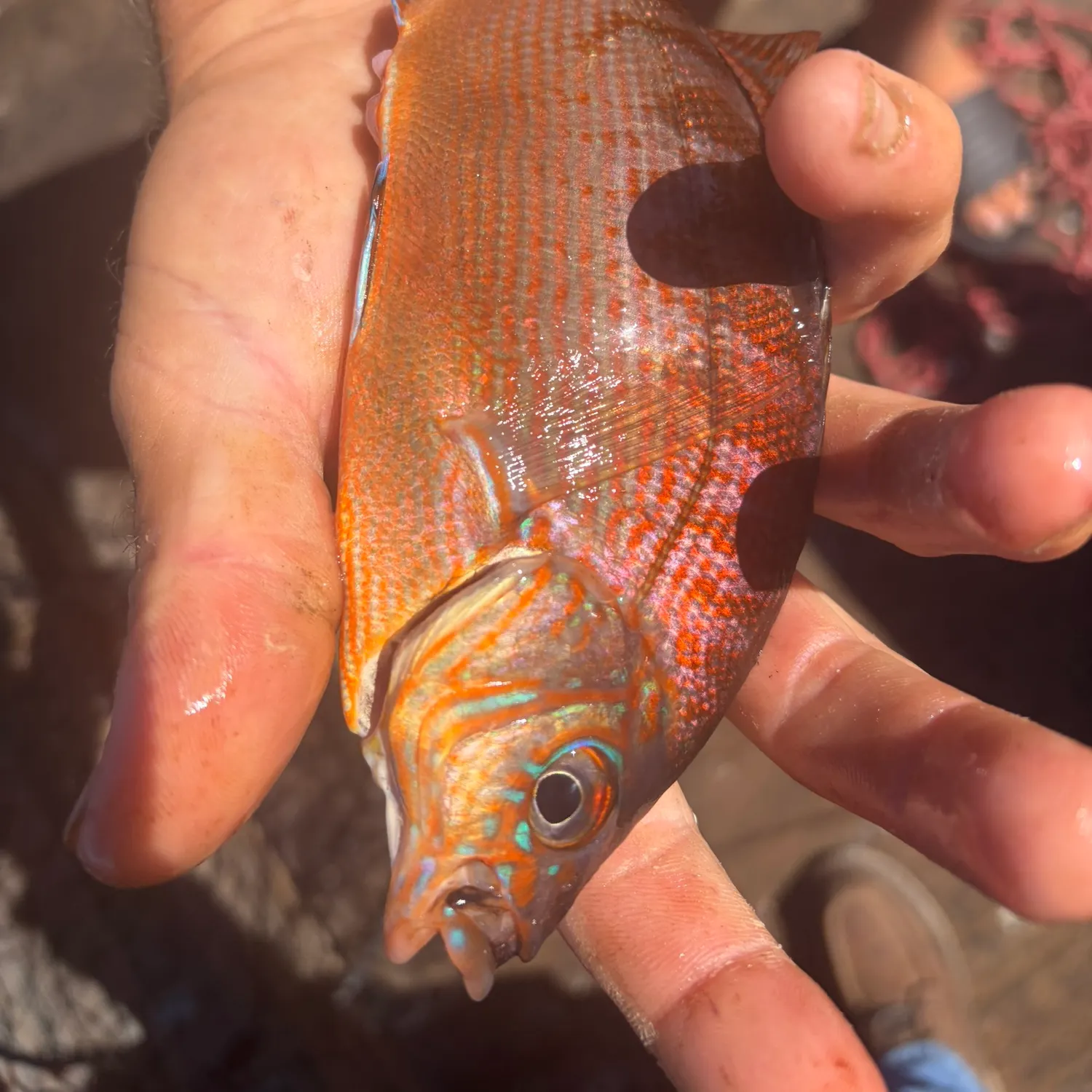 The most recent Rainbow surfperch catches on Fishbrain