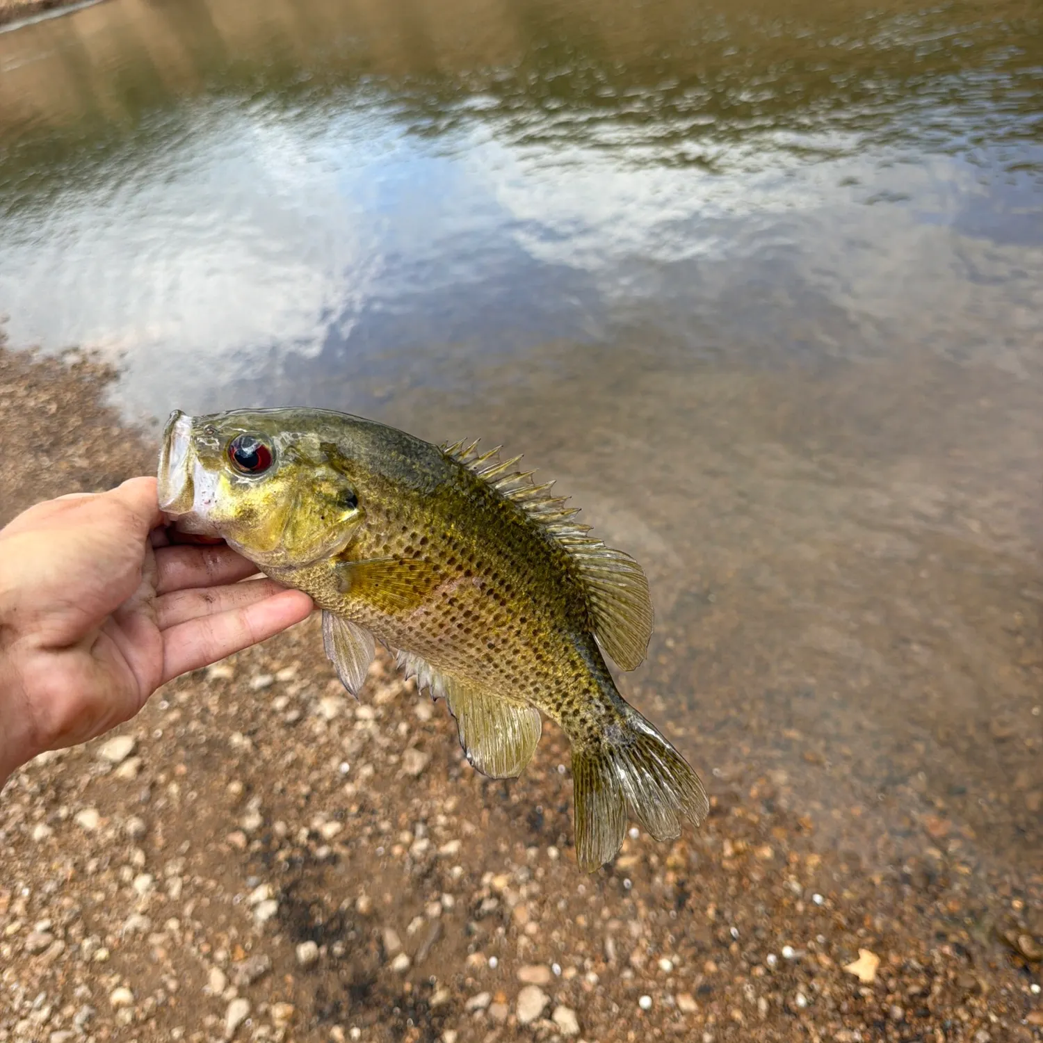 Rock bass caught on Fishbrain
