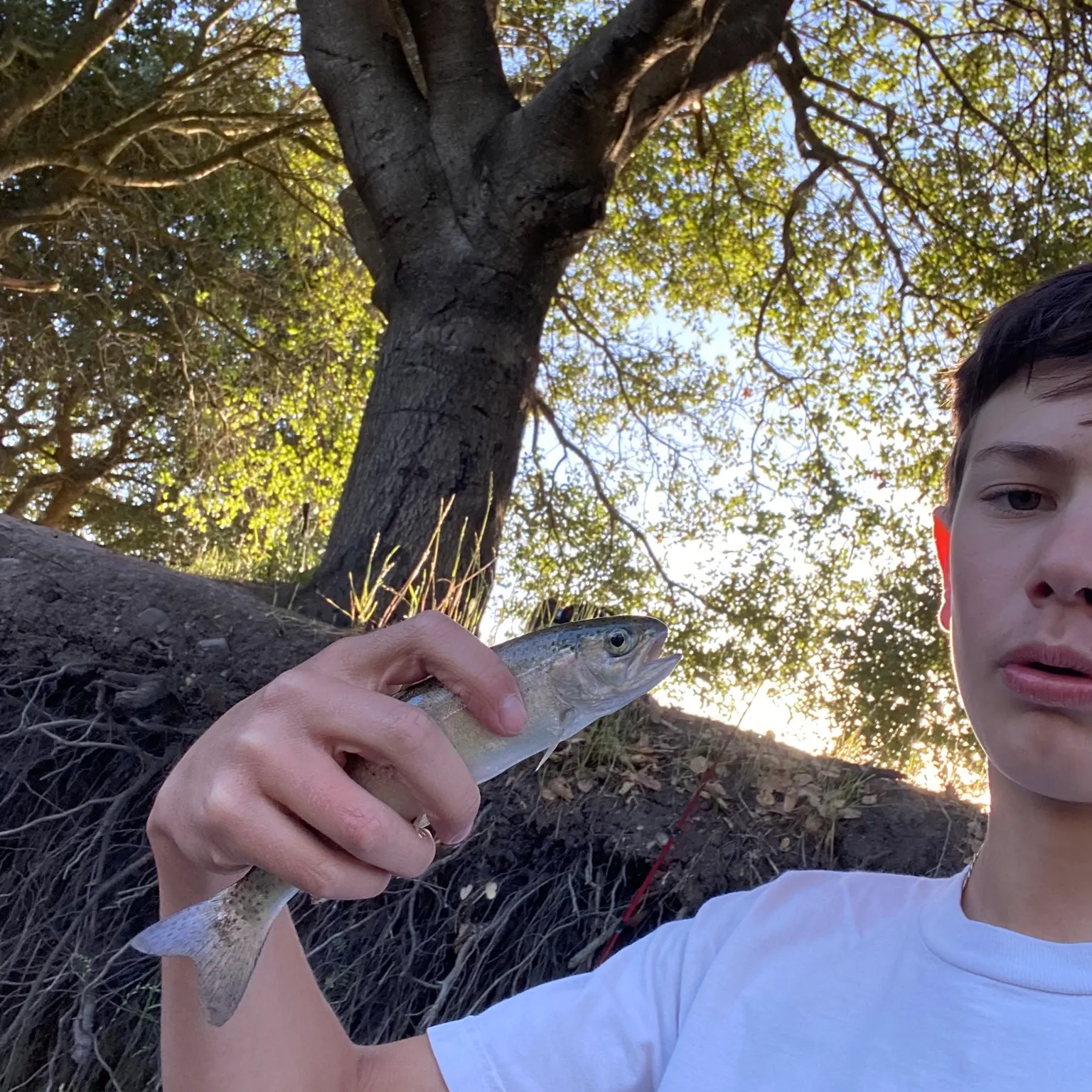 The most recent Golden trout catches on Fishbrain
