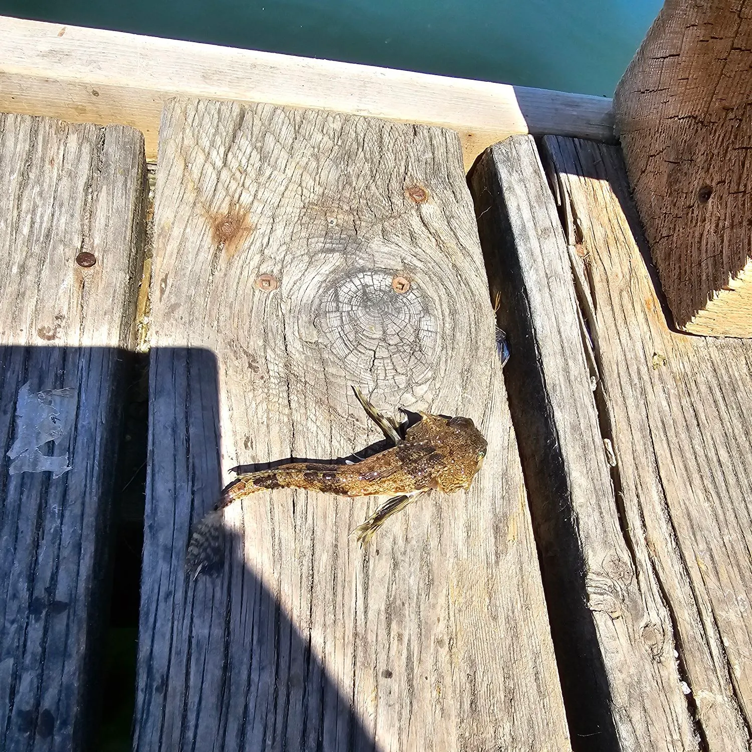 The most recent Shorthorn sculpin catches on Fishbrain
