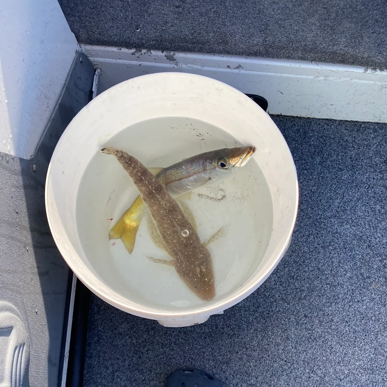 The most recent Dusky flathead catches on Fishbrain