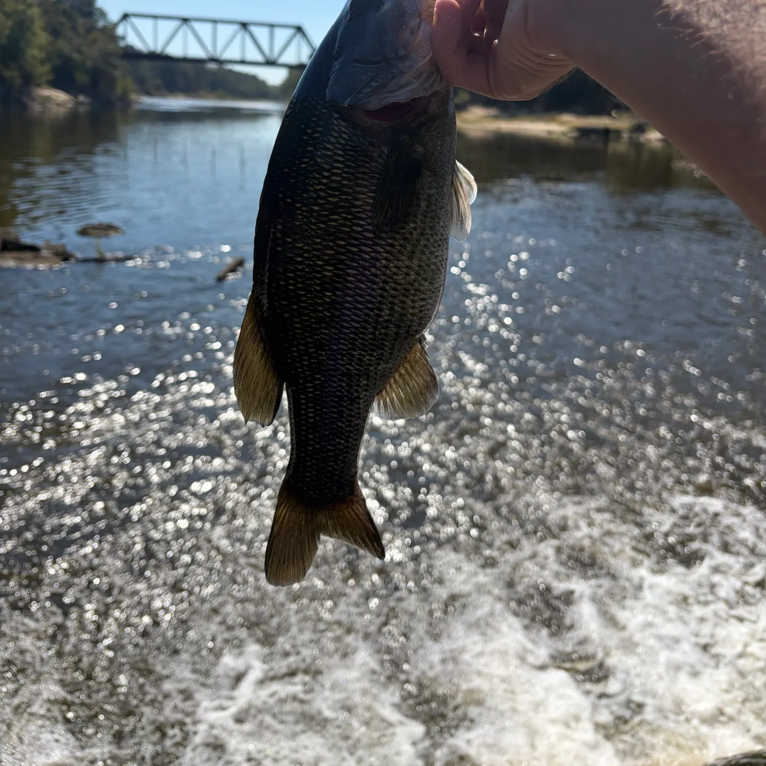 Spotted bass caught on Fishbrain