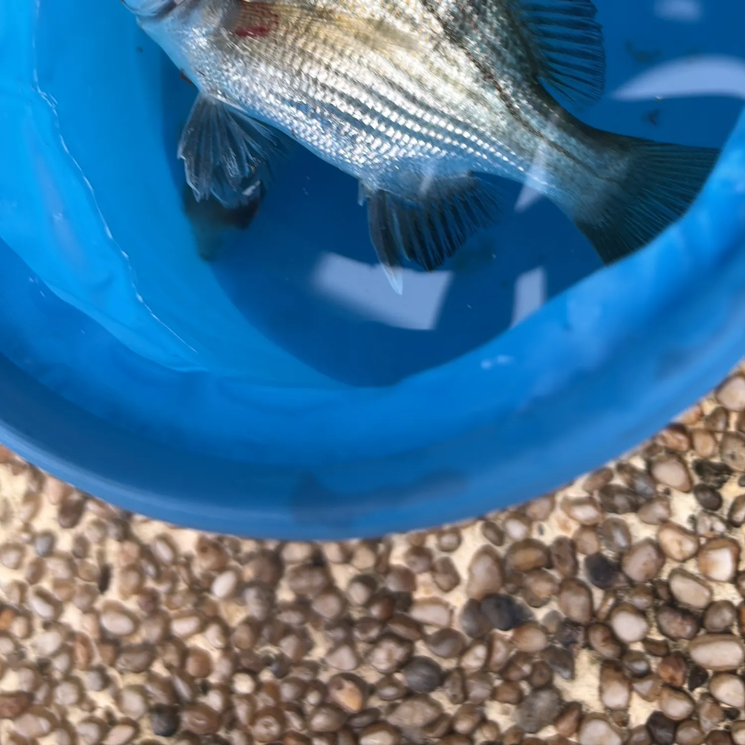 Blackhead seabream caught on Fishbrain