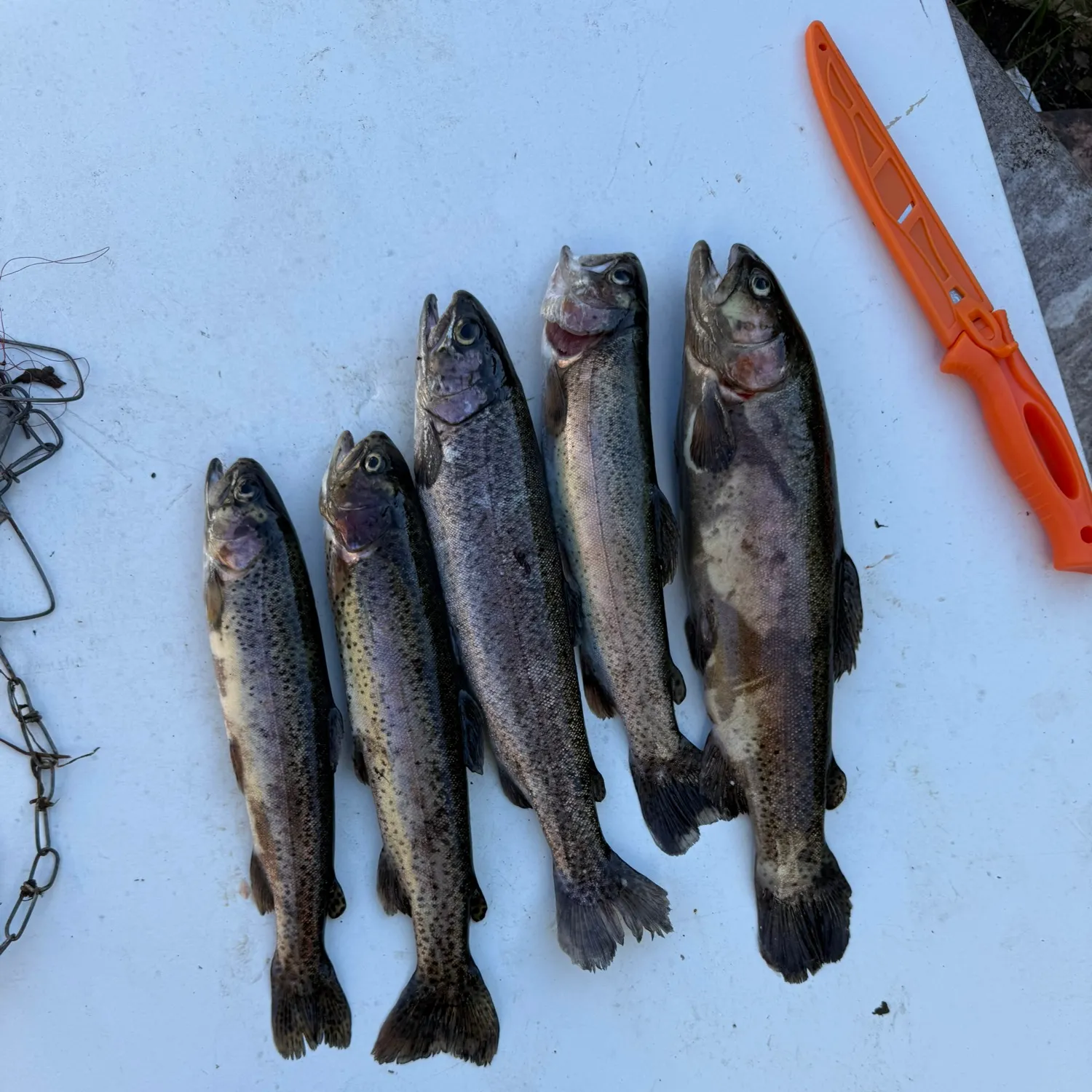 recently logged catches