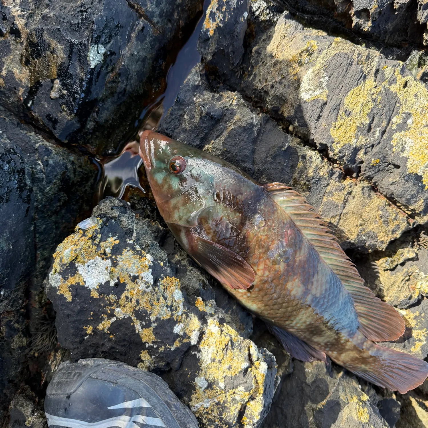 Ballan wrasse caught on Fishbrain