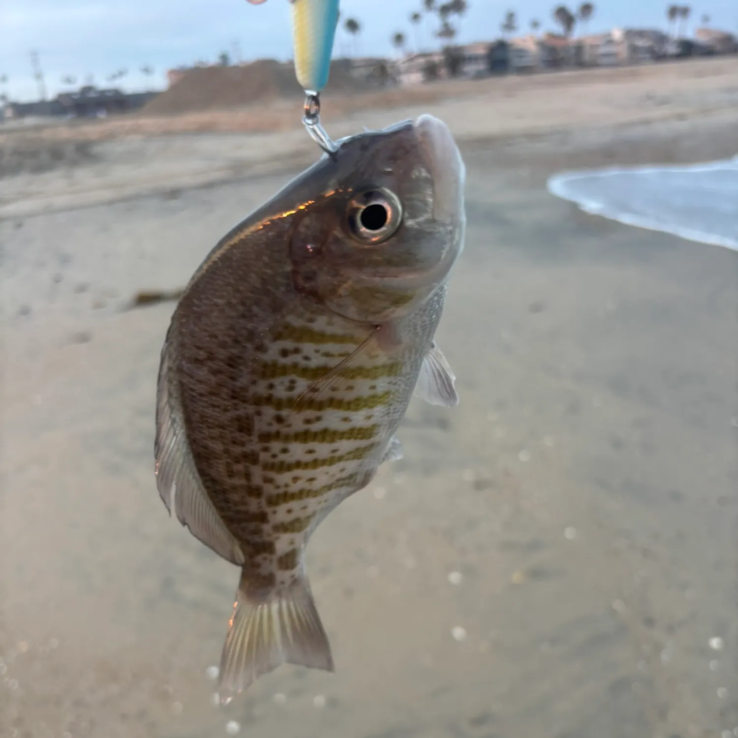 The most recent Barred surfperch catches on Fishbrain