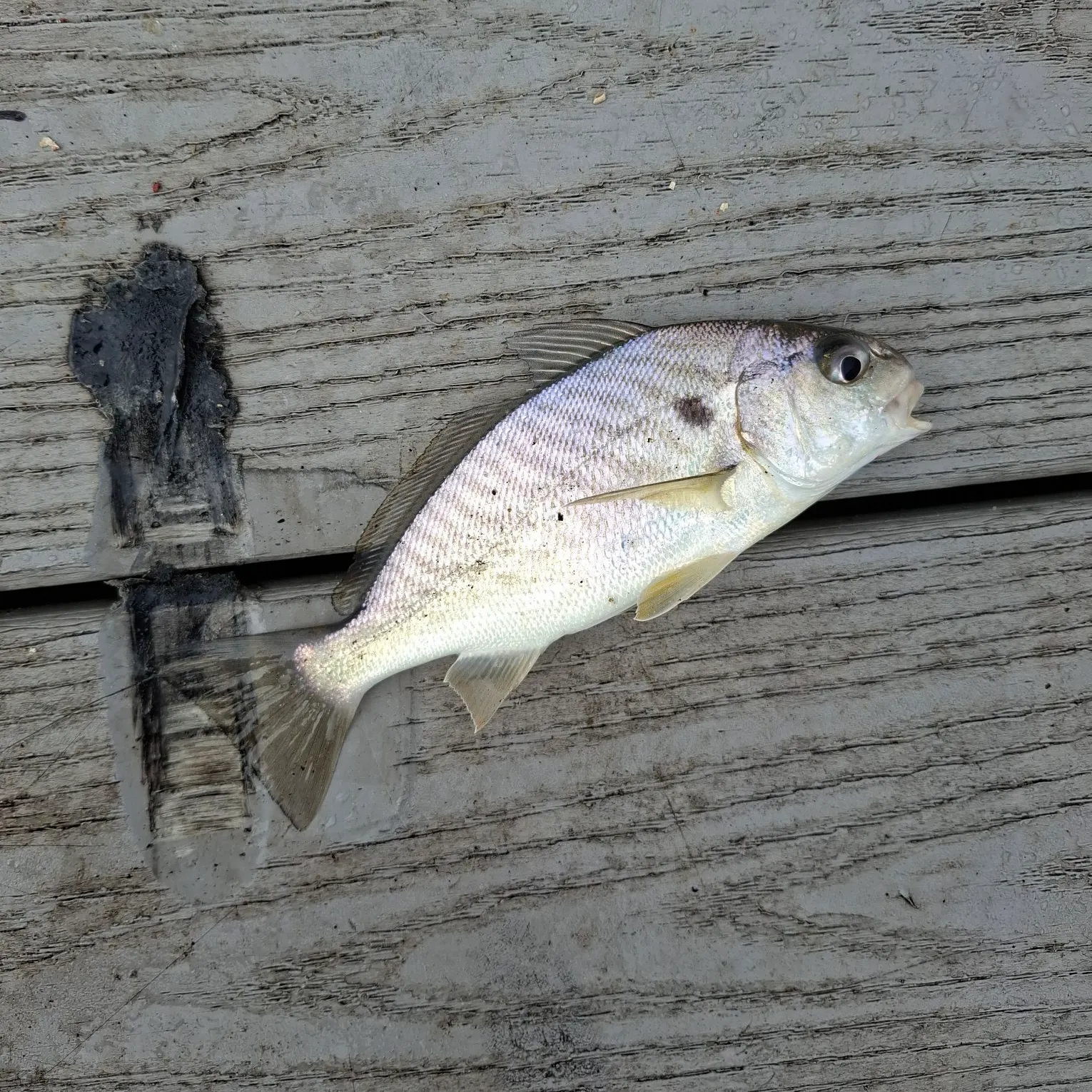 Spot croaker caught on Fishbrain
