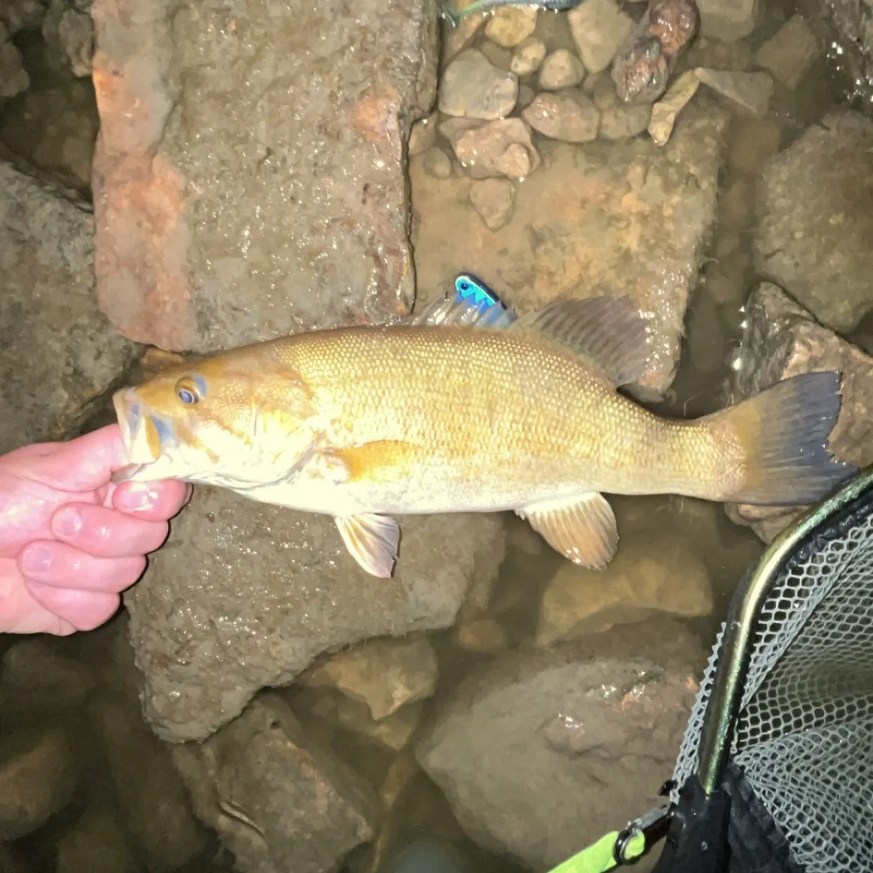 Smallmouth bass caught on Fishbrain