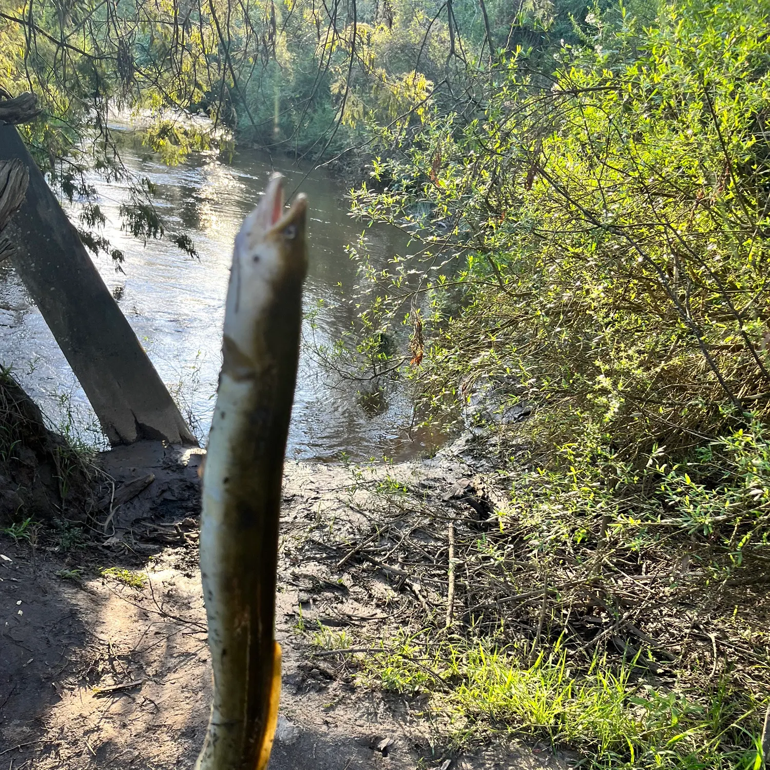 The most recent Shortfin eel catches on Fishbrain