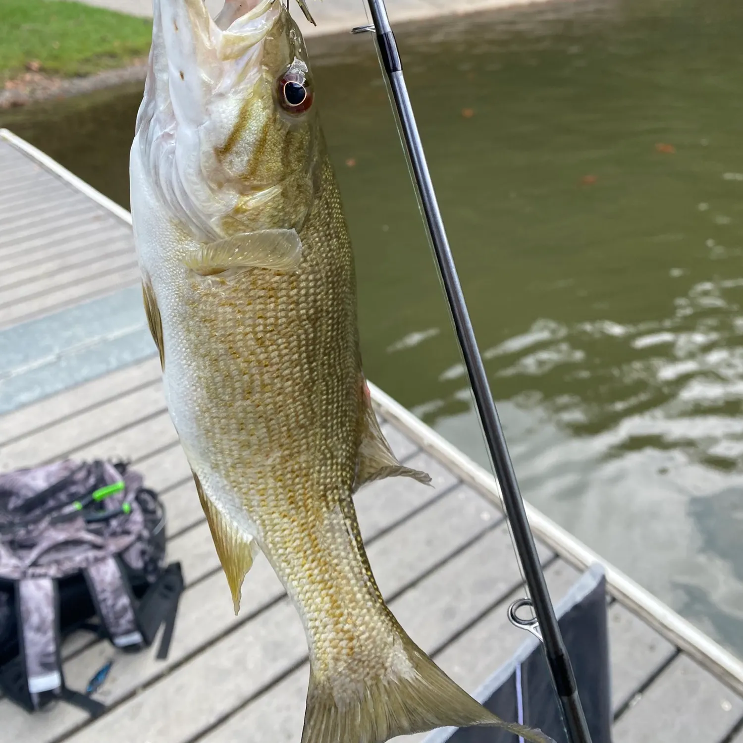 Smallmouth bass caught on Fishbrain