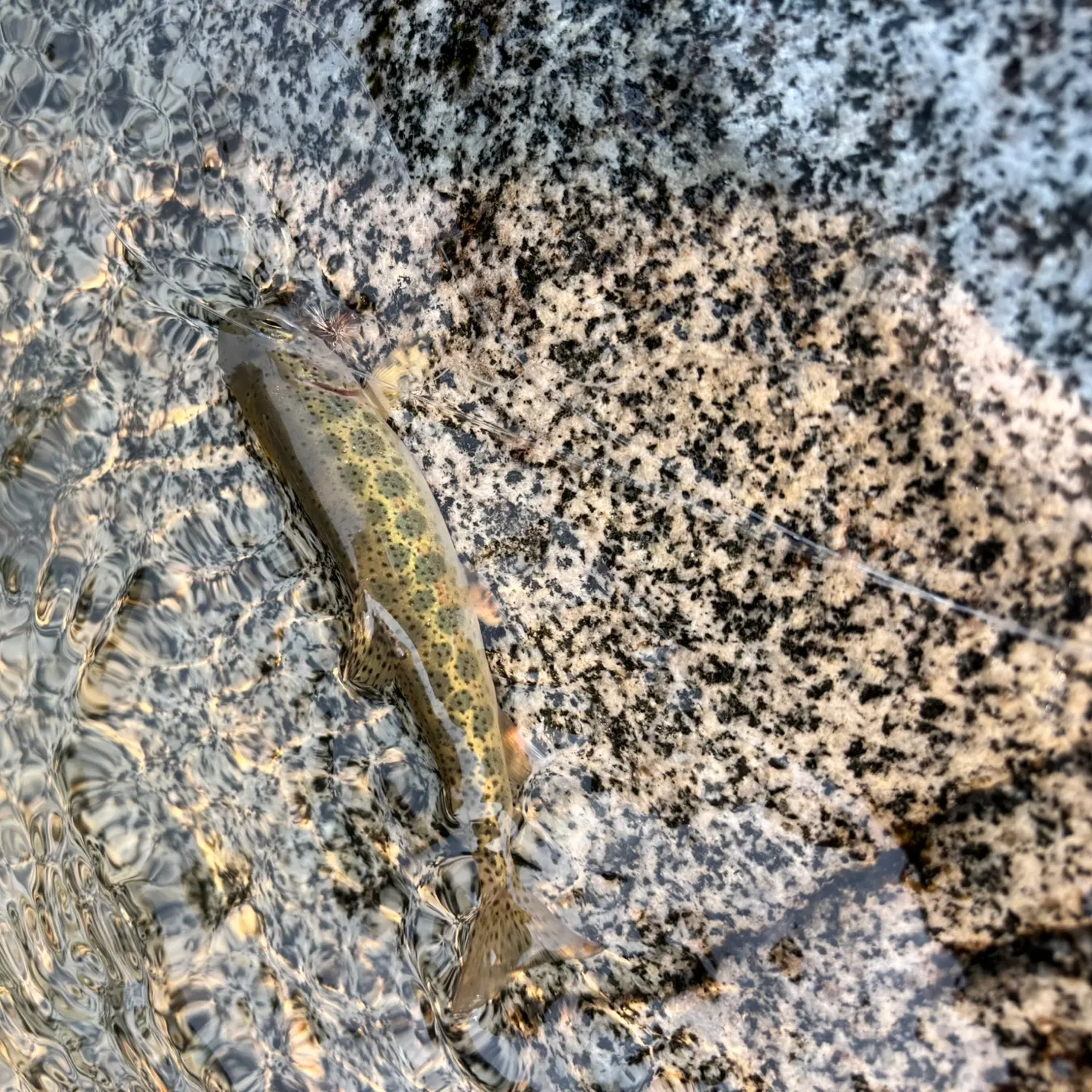 Rainbow trout caught on Fishbrain