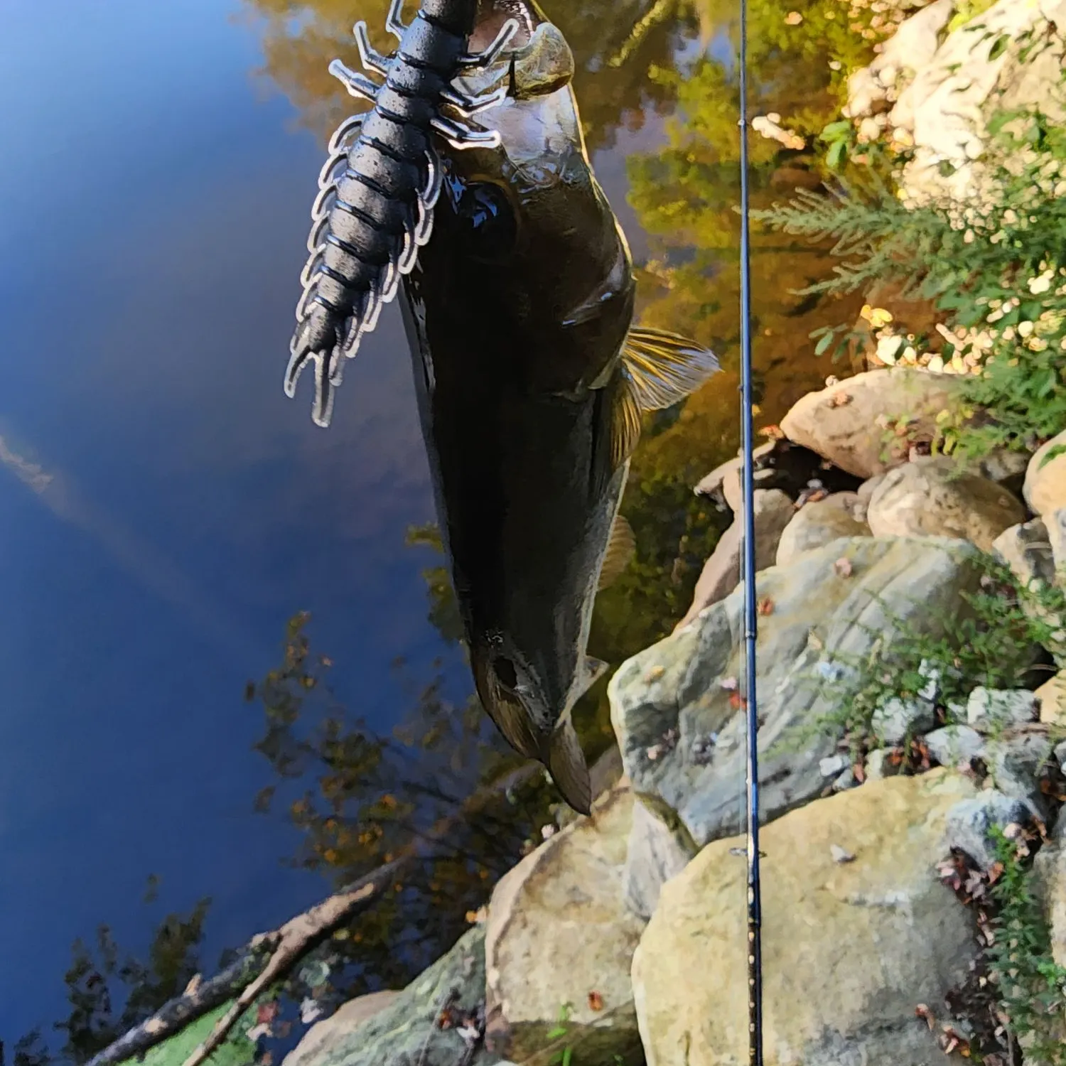 Smallmouth bass caught on Fishbrain