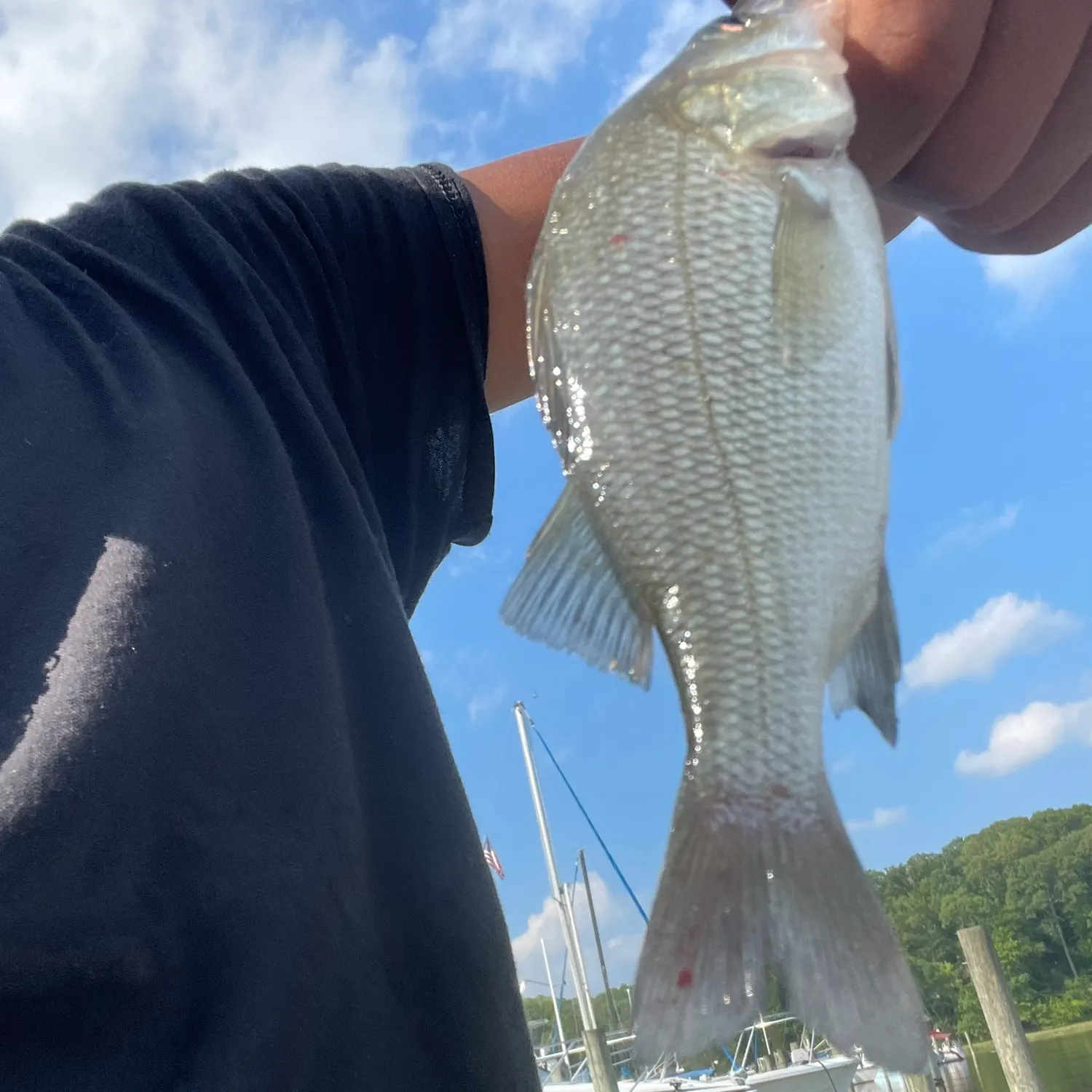 The most recent White perch catches on Fishbrain