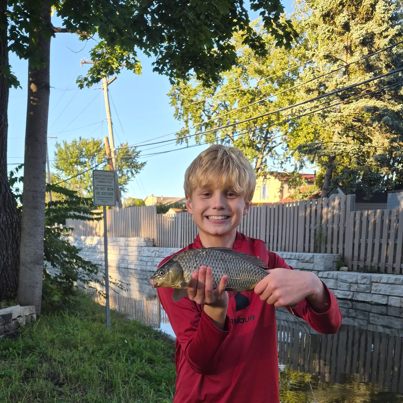 Common carp caught on Fishbrain