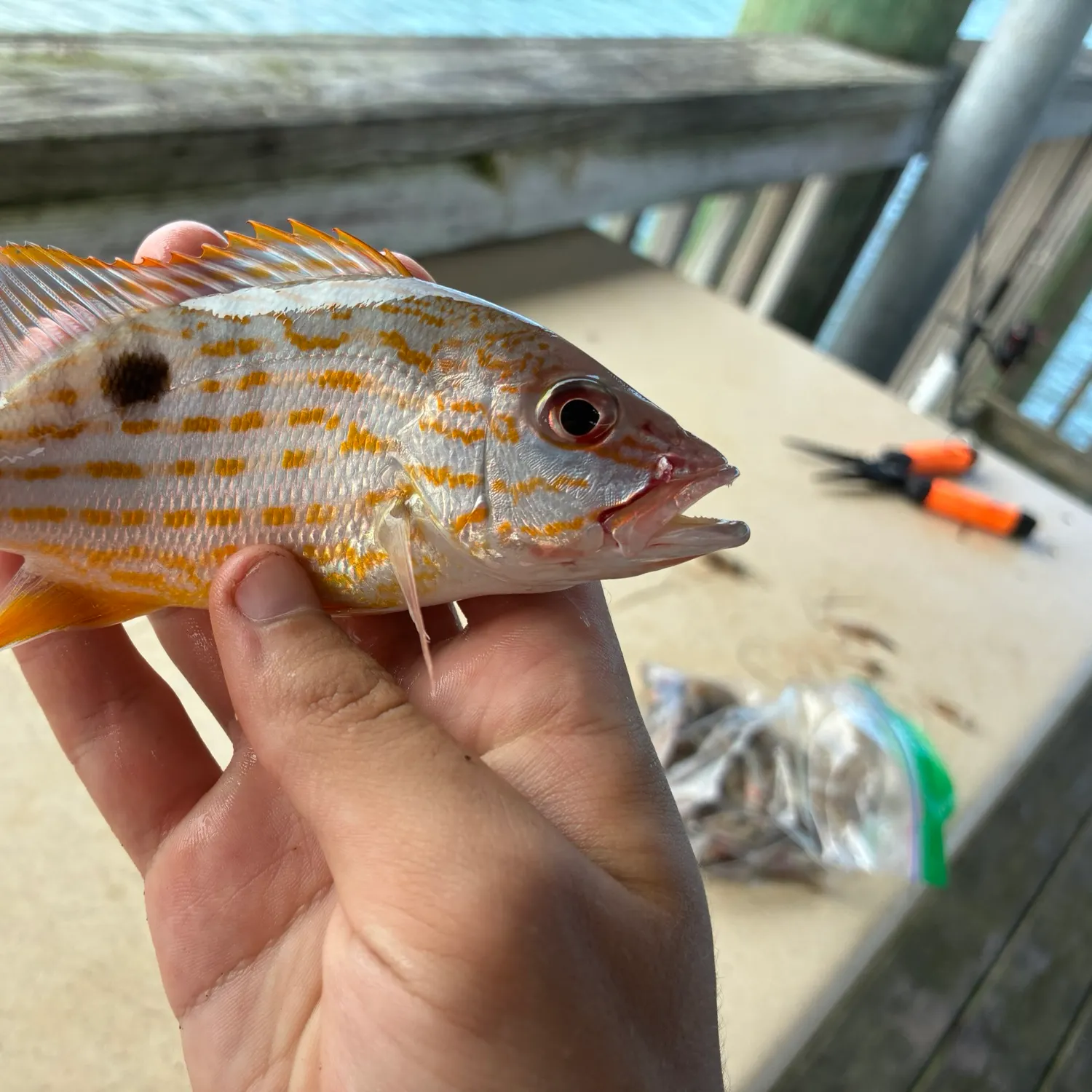 Lane snapper caught on Fishbrain
