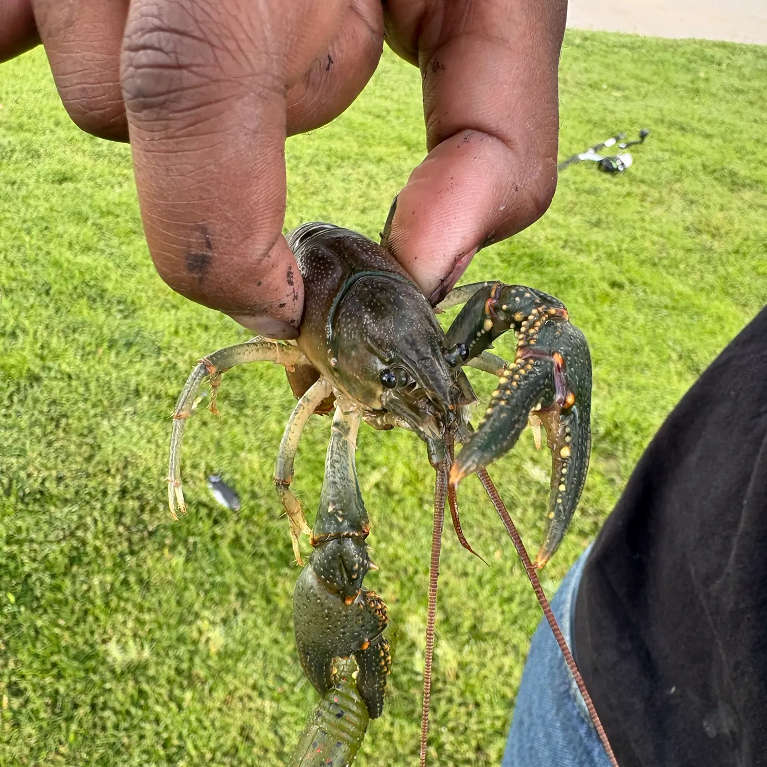 The most recent Northern clearwater crayfish catches on Fishbrain