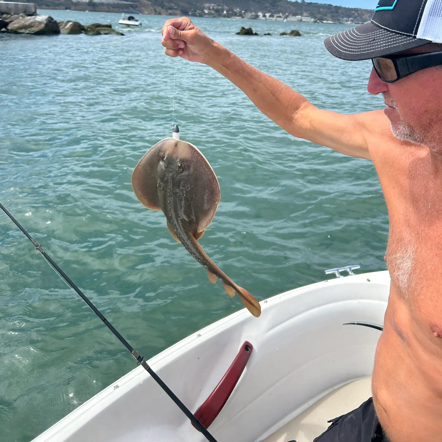 The most recent Thornback guitarfish catches on Fishbrain