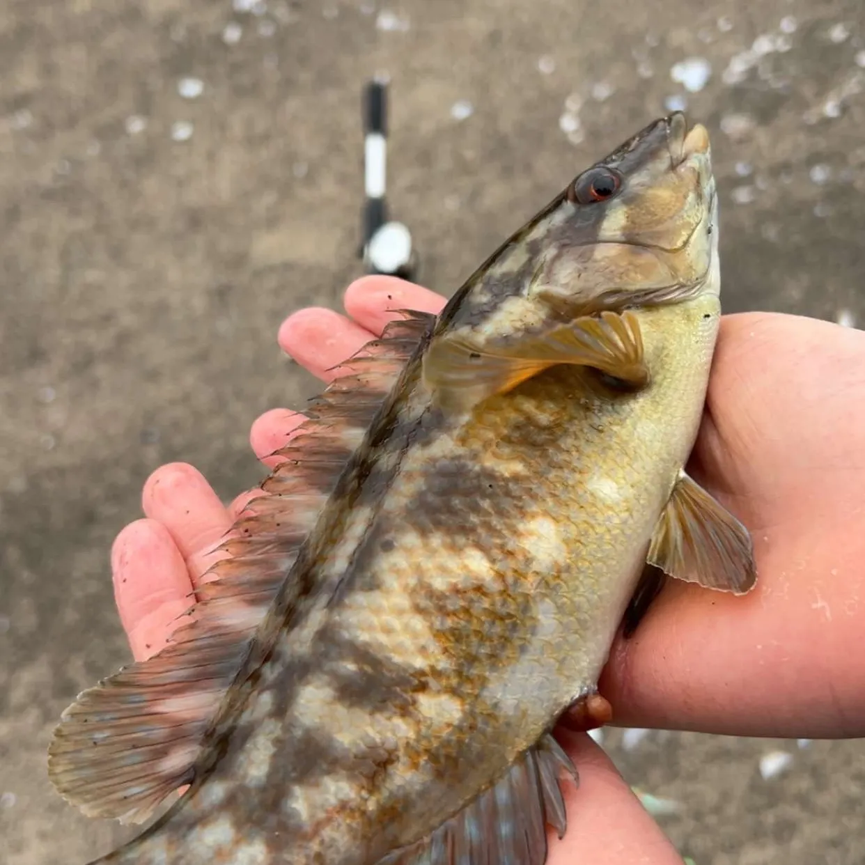 The most recent Ballan wrasse catches on Fishbrain