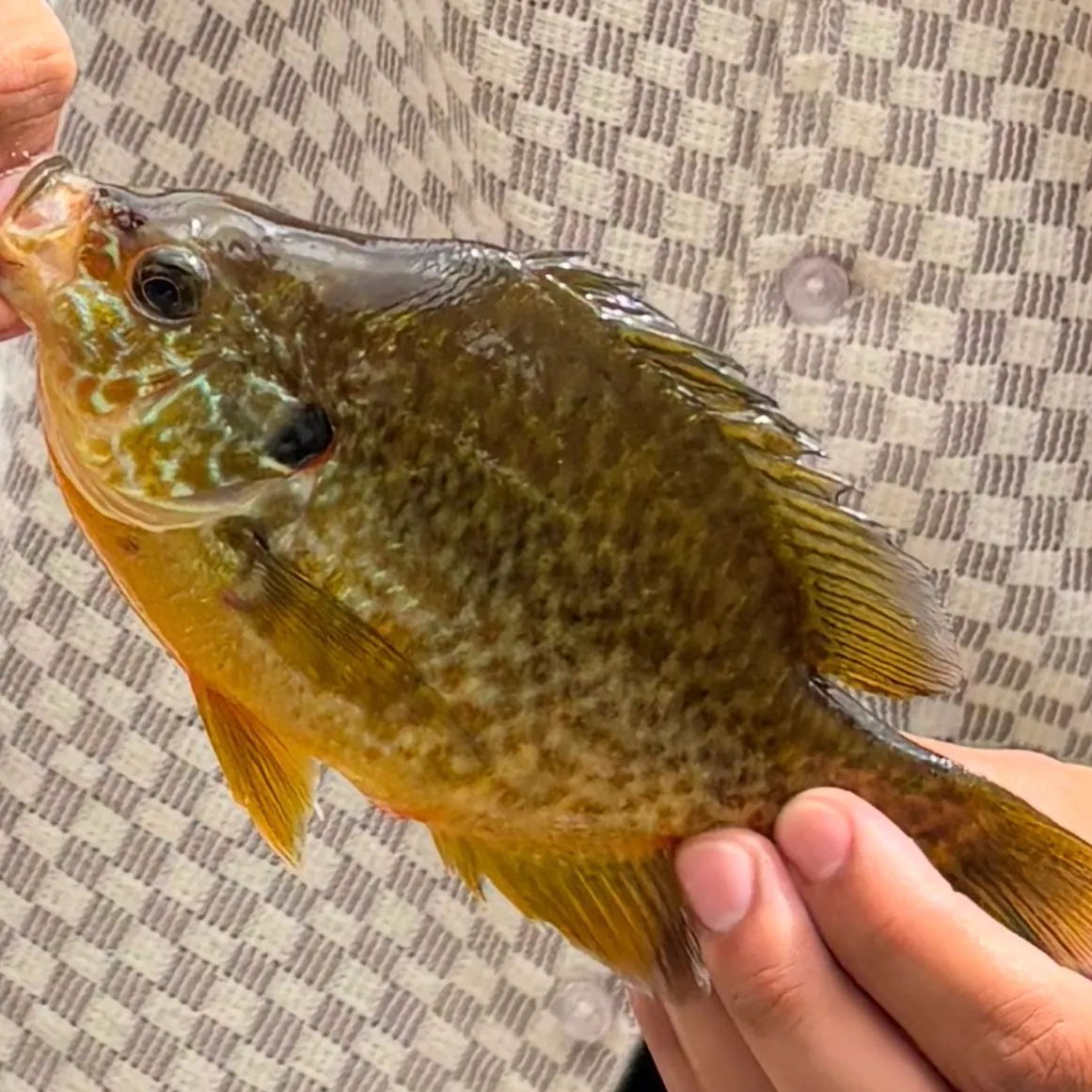 Pumpkinseed caught on Fishbrain