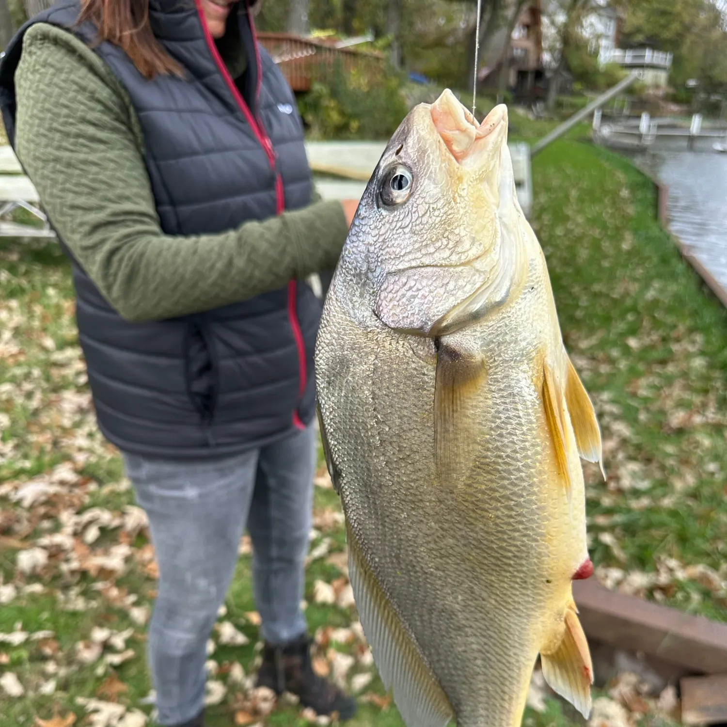 Freshwater drum caught on Fishbrain