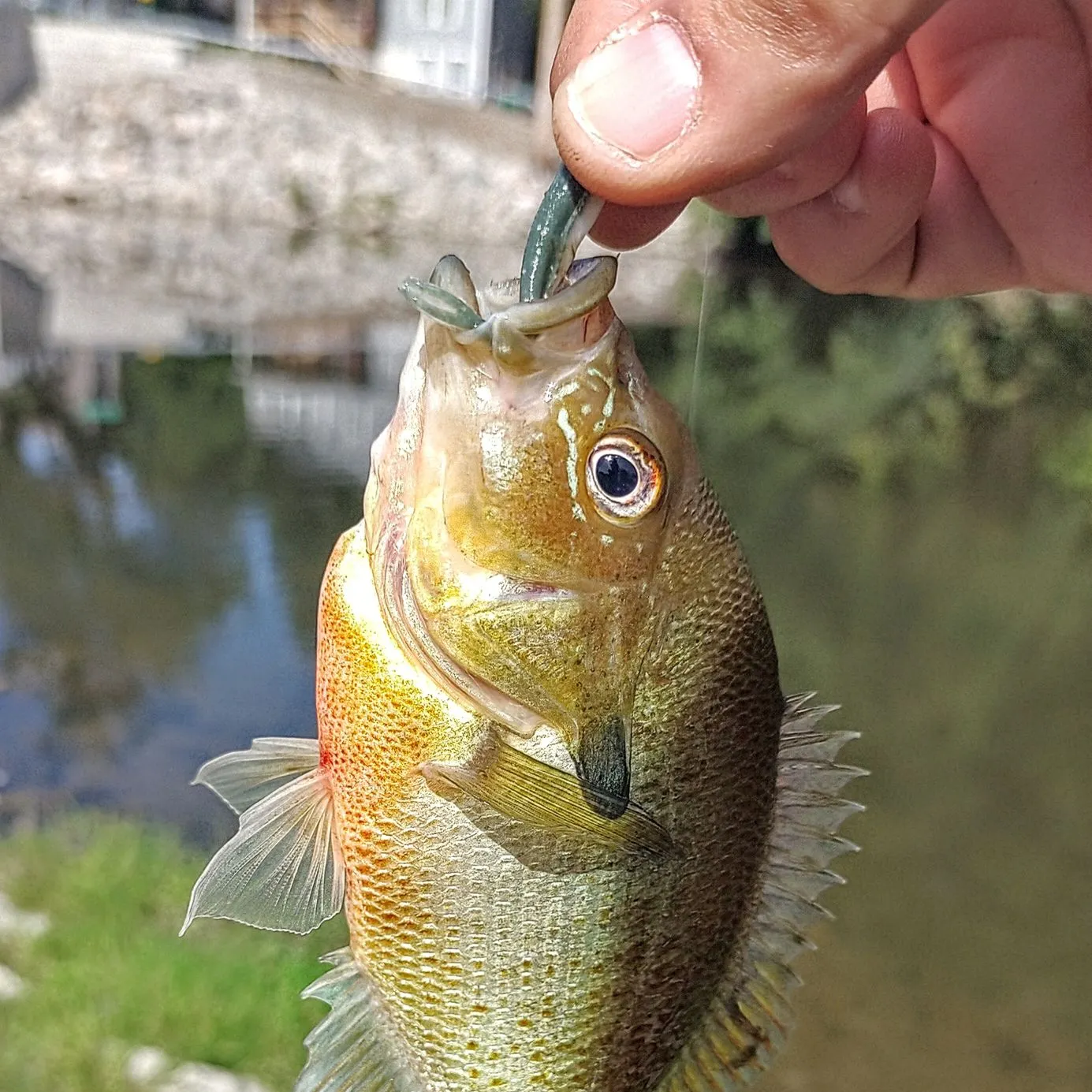 Redbreast sunfish caught on Fishbrain