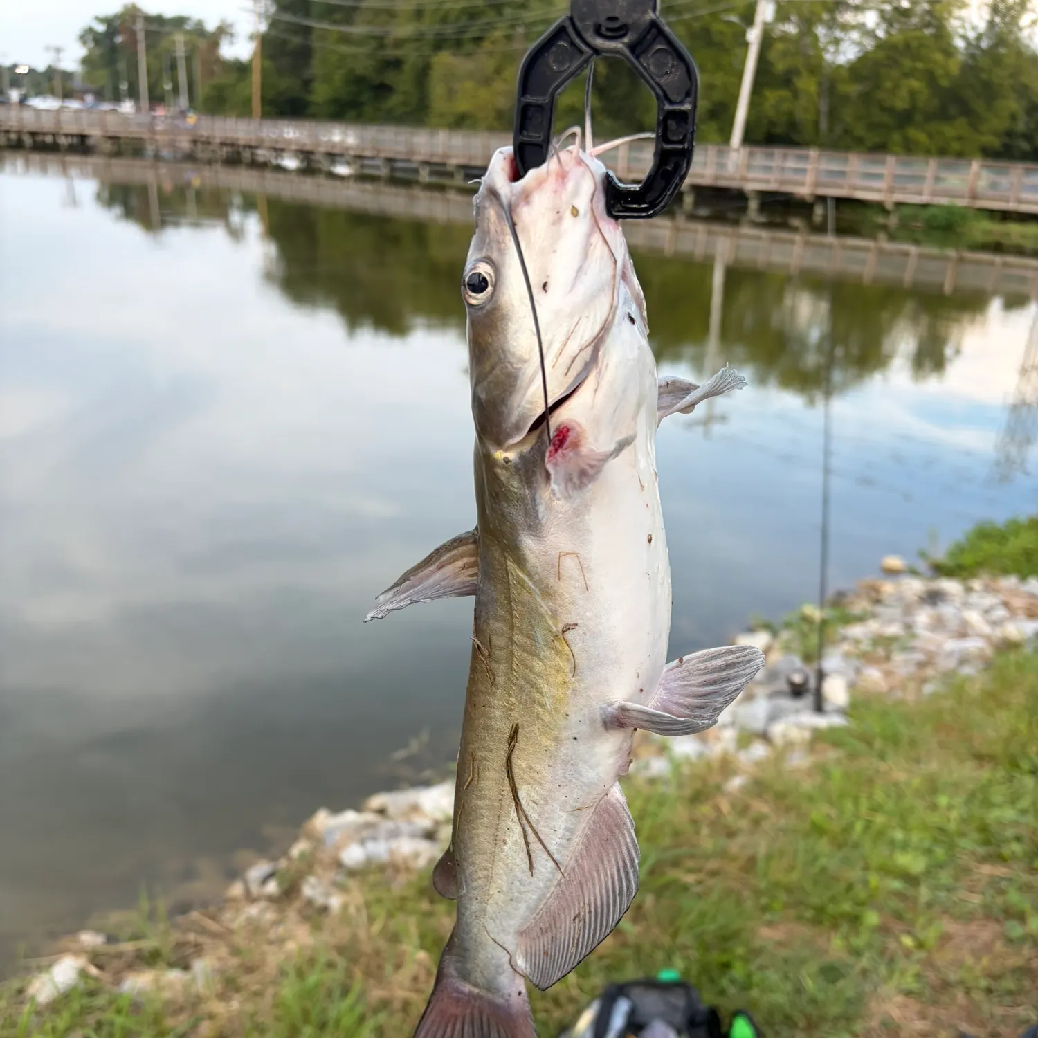 Channel catfish caught on Fishbrain